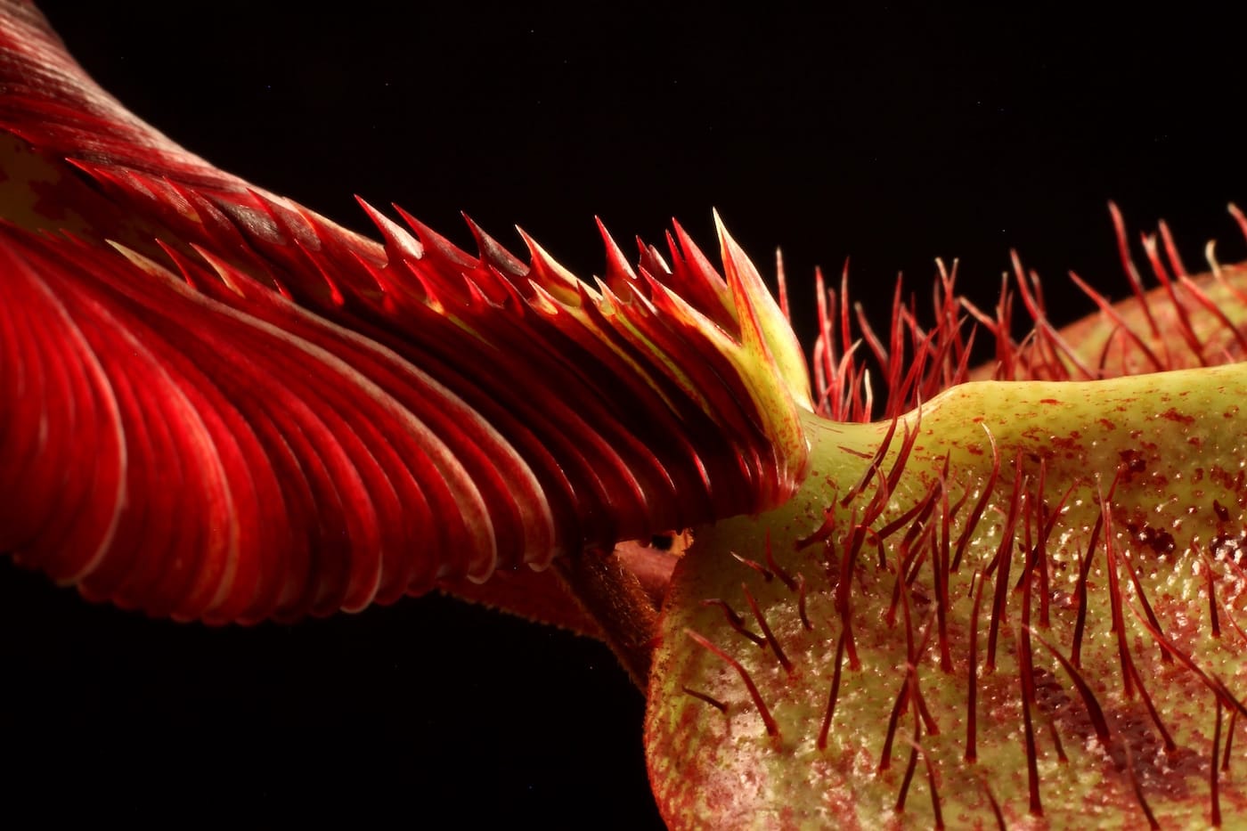The Sinister Beauty of Carnivorous Plants