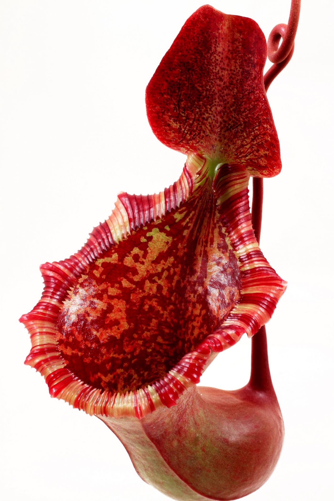 The Sinister Beauty of Carnivorous Plants