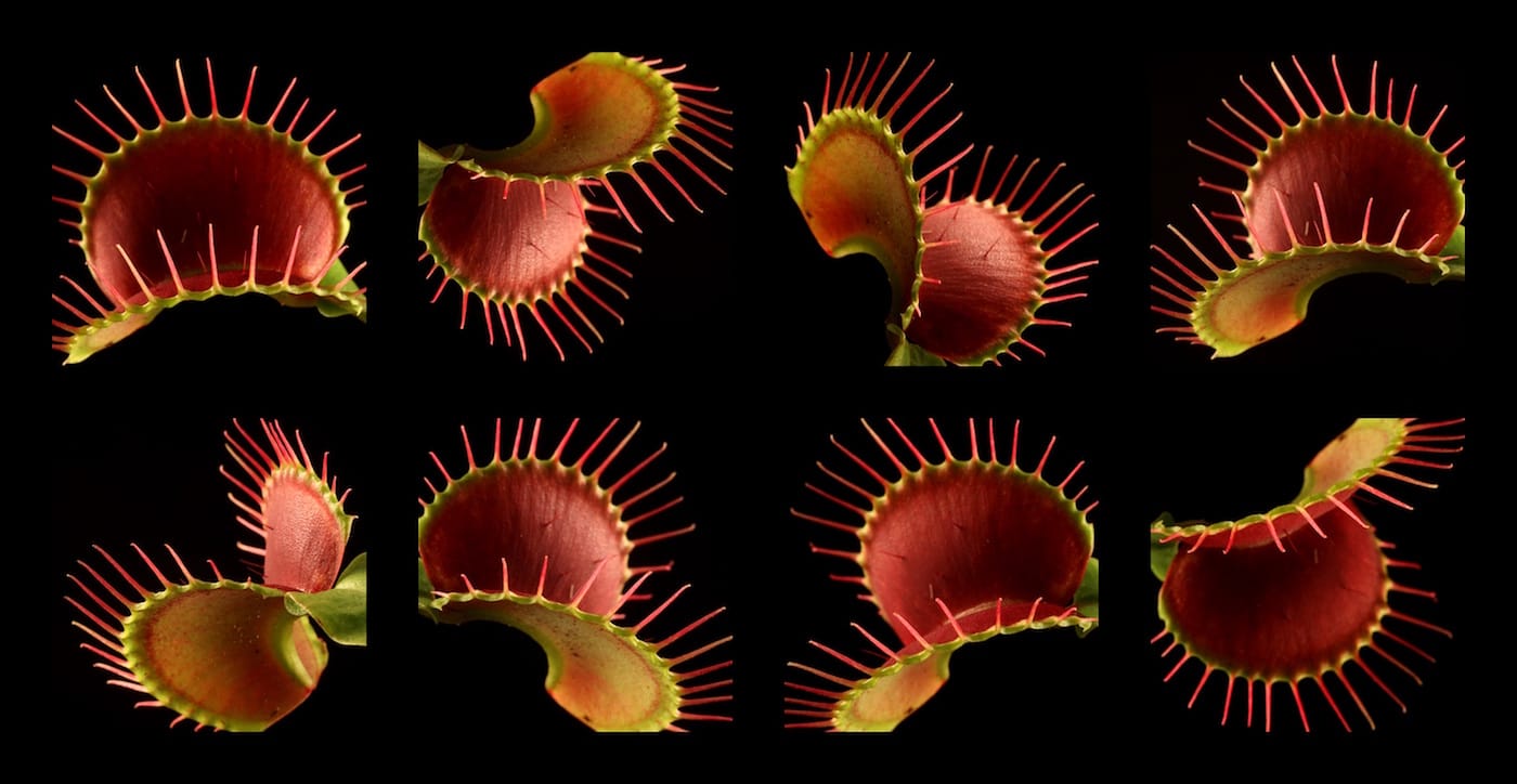 The Sinister Beauty of Carnivorous Plants
