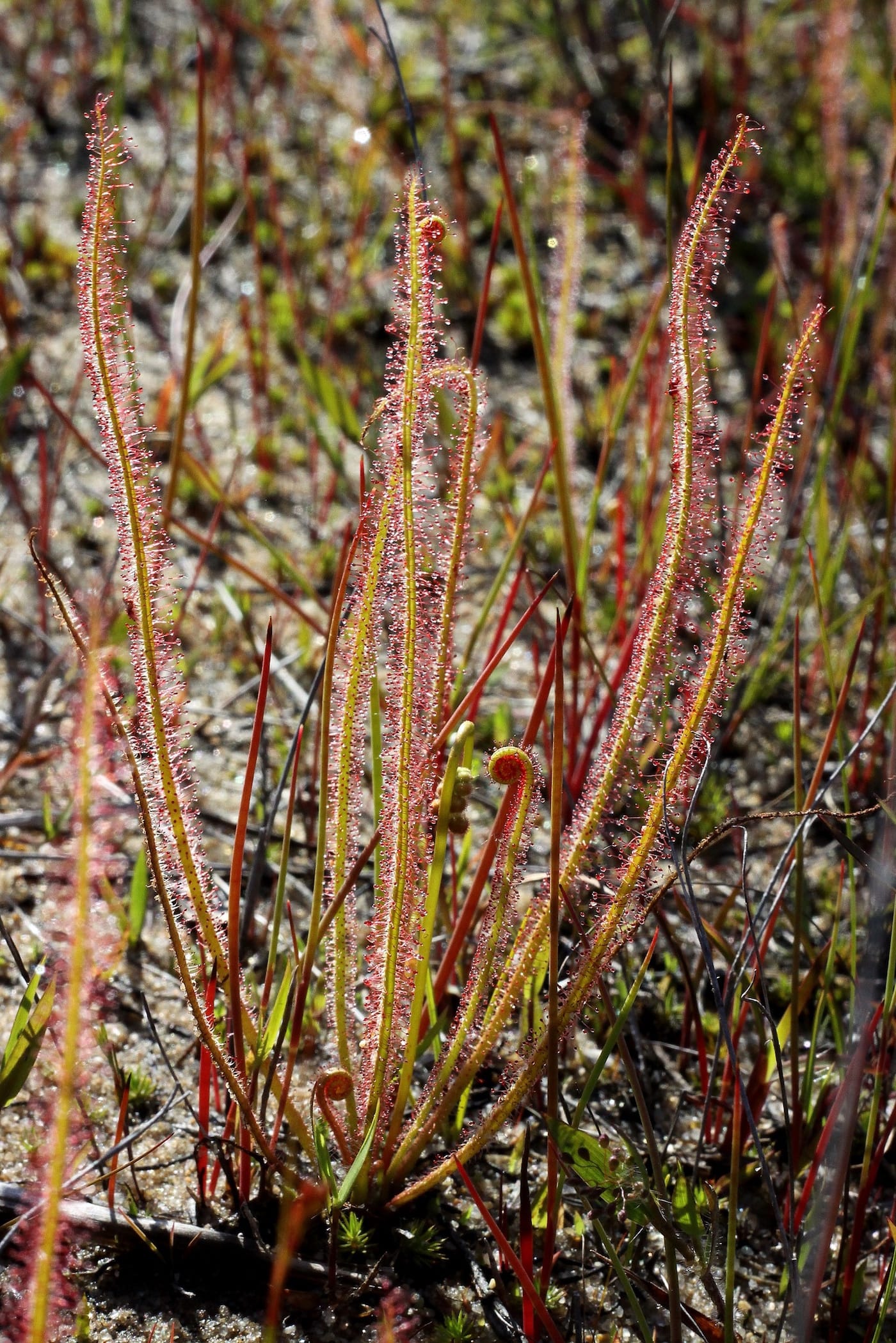 The Sinister Beauty of Carnivorous Plants