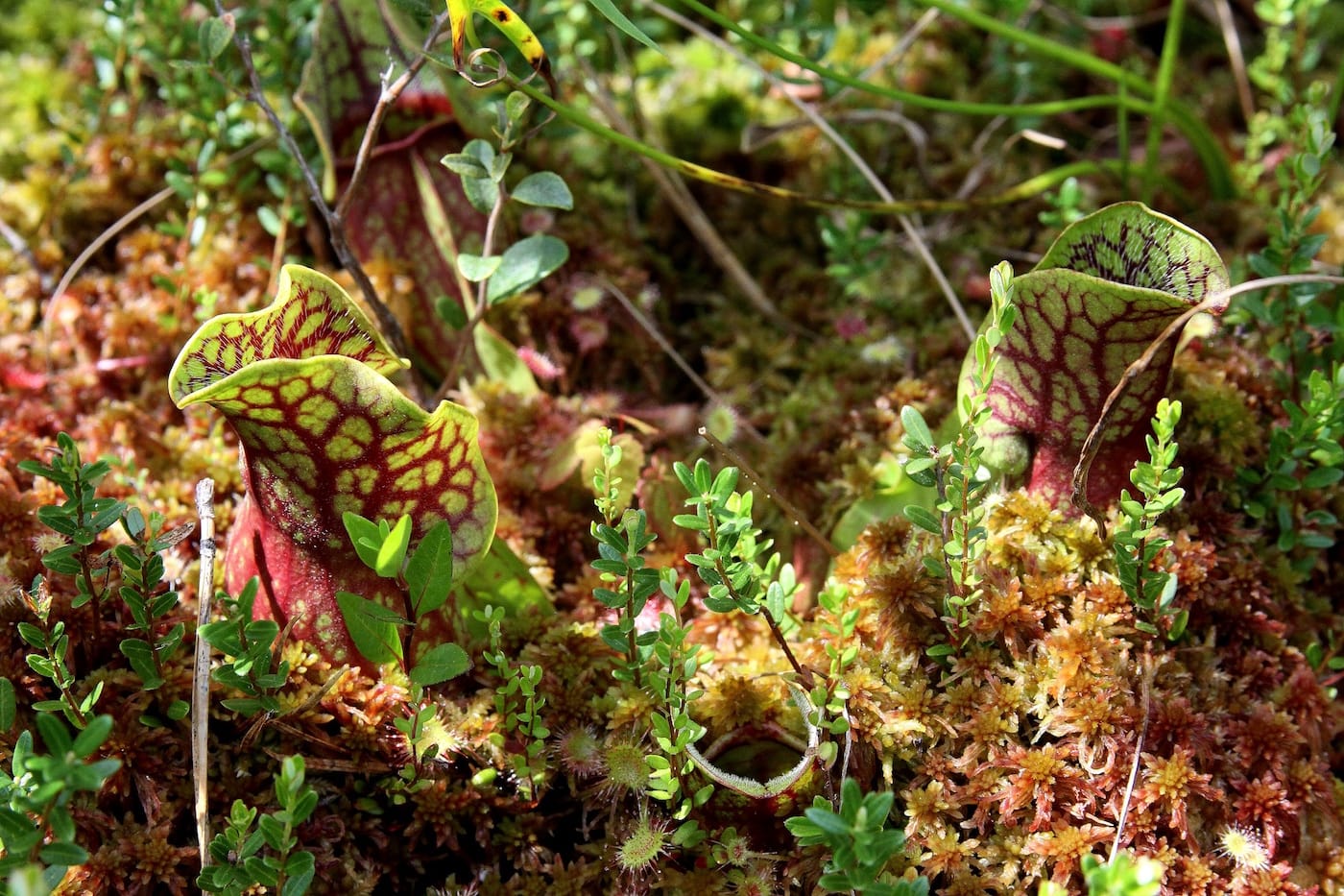 The Sinister Beauty of Carnivorous Plants