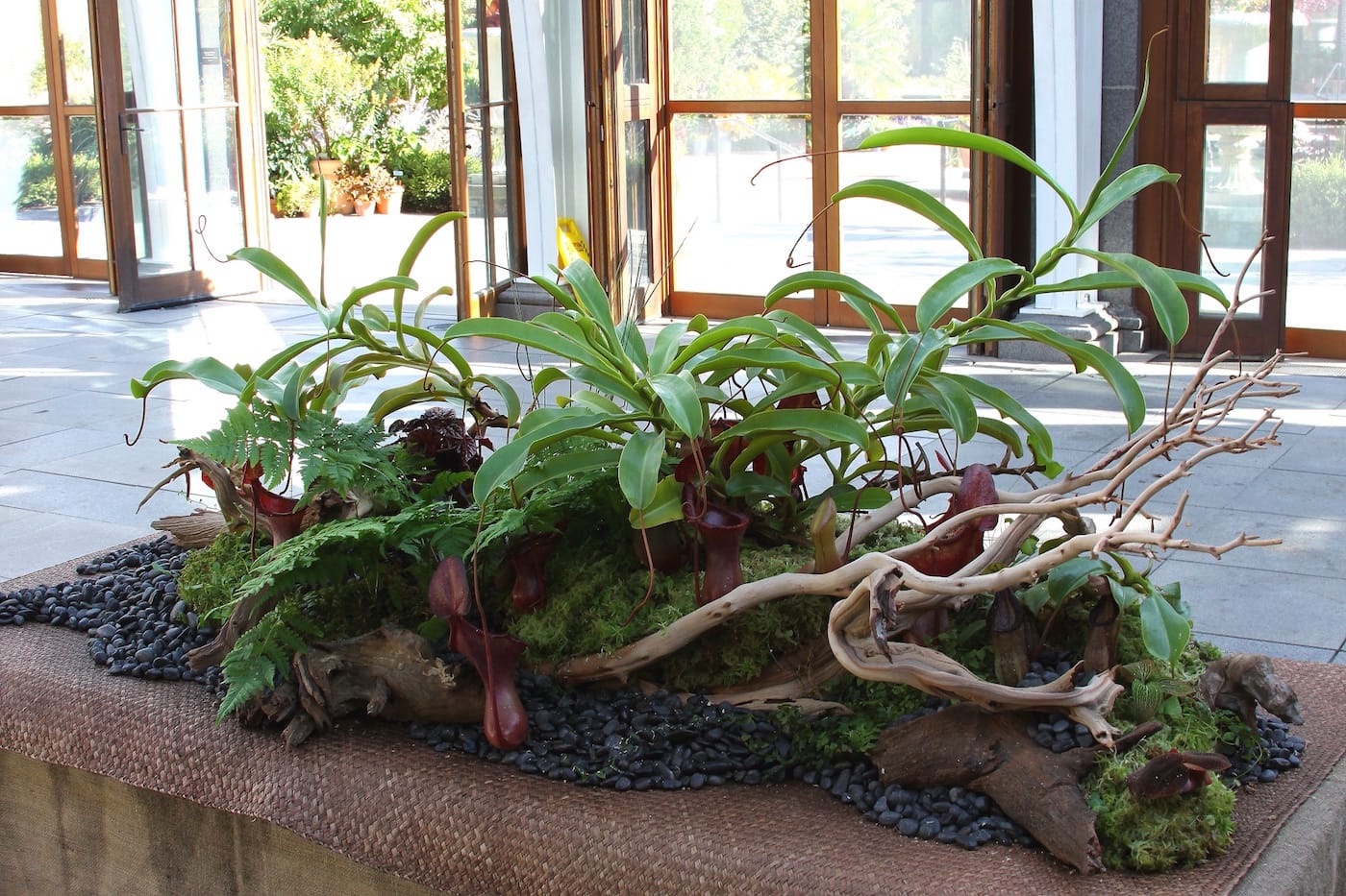 The Sinister Beauty of Carnivorous Plants