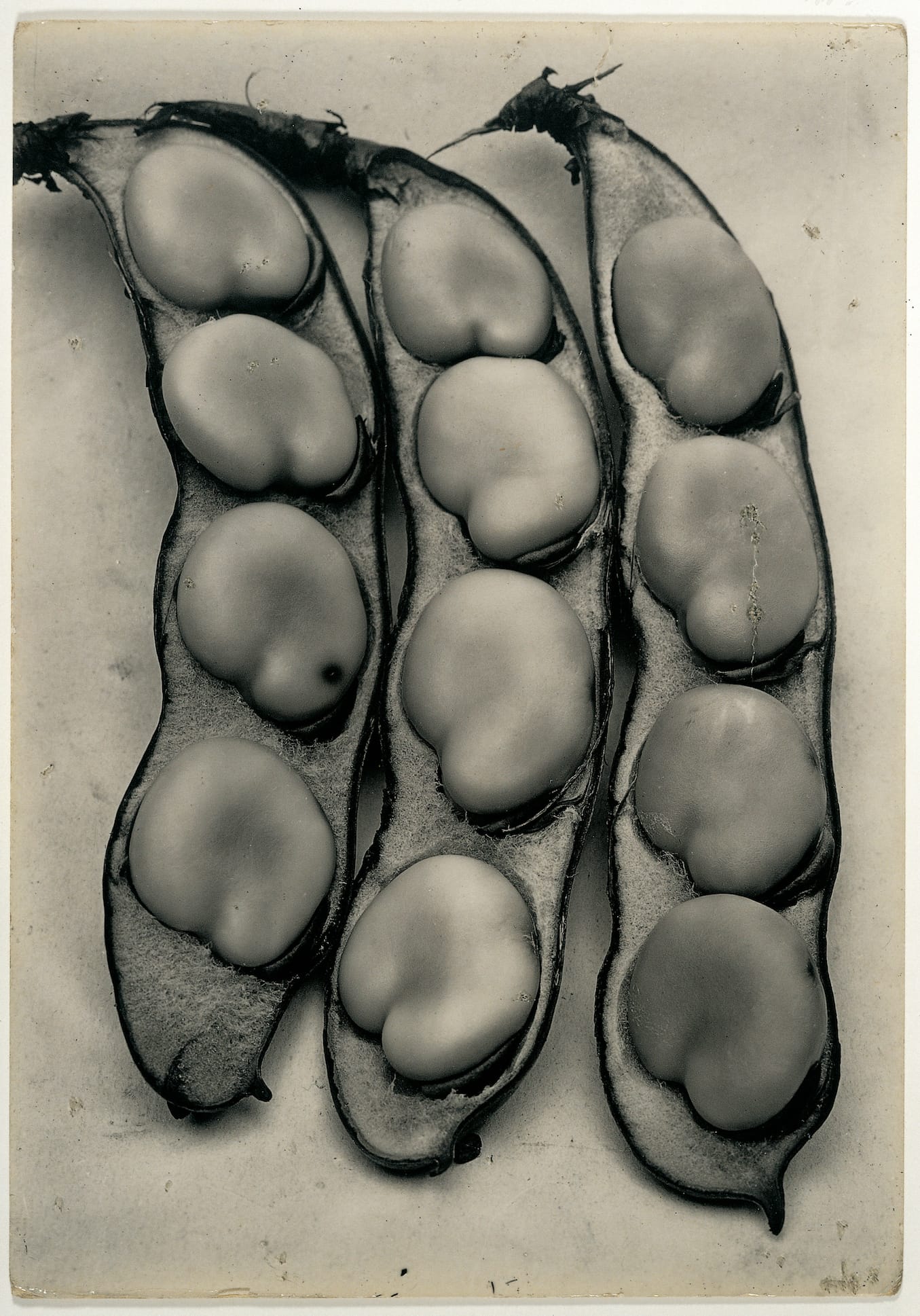 The Plant Kingdoms of Charles Jones