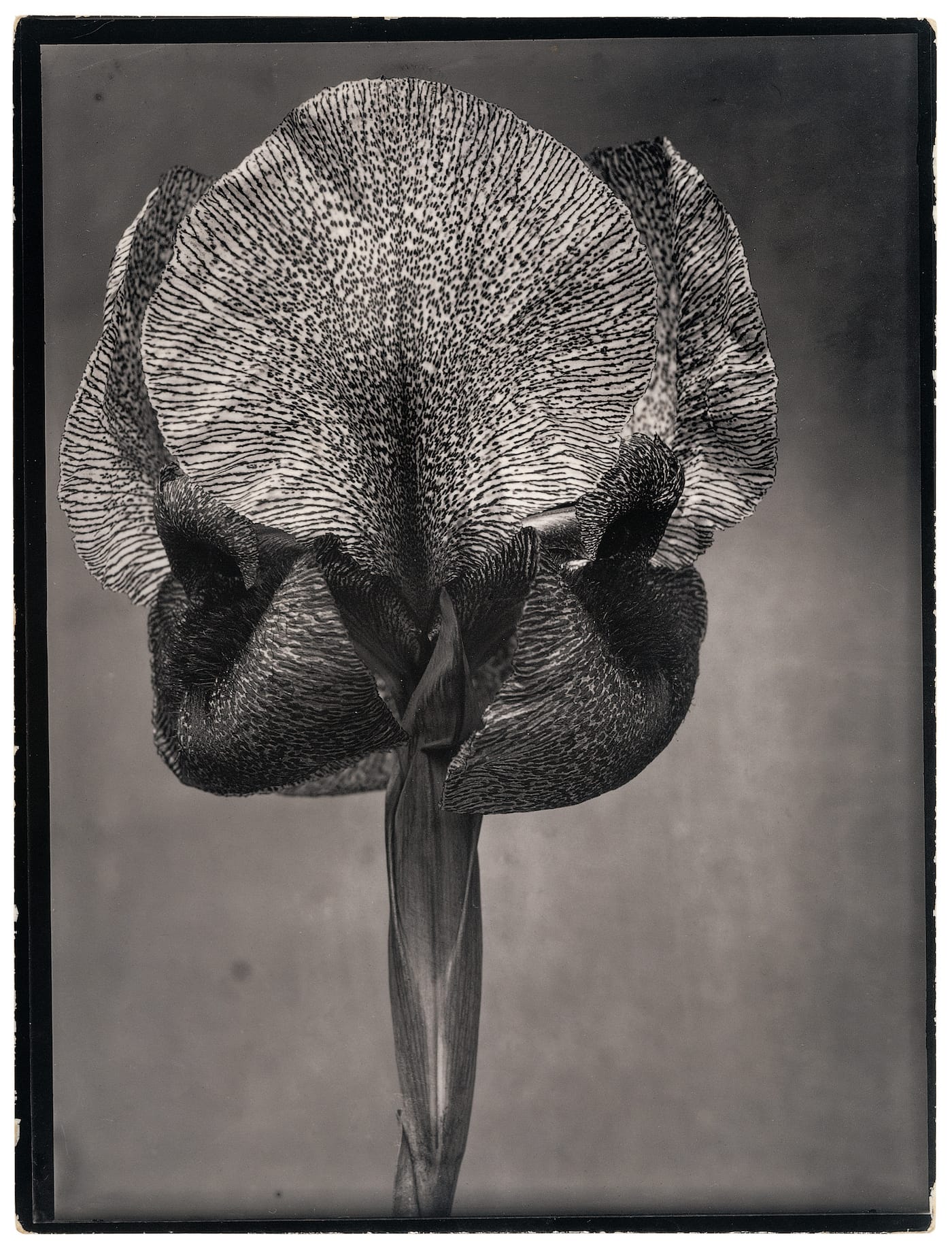 The Plant Kingdoms of Charles Jones