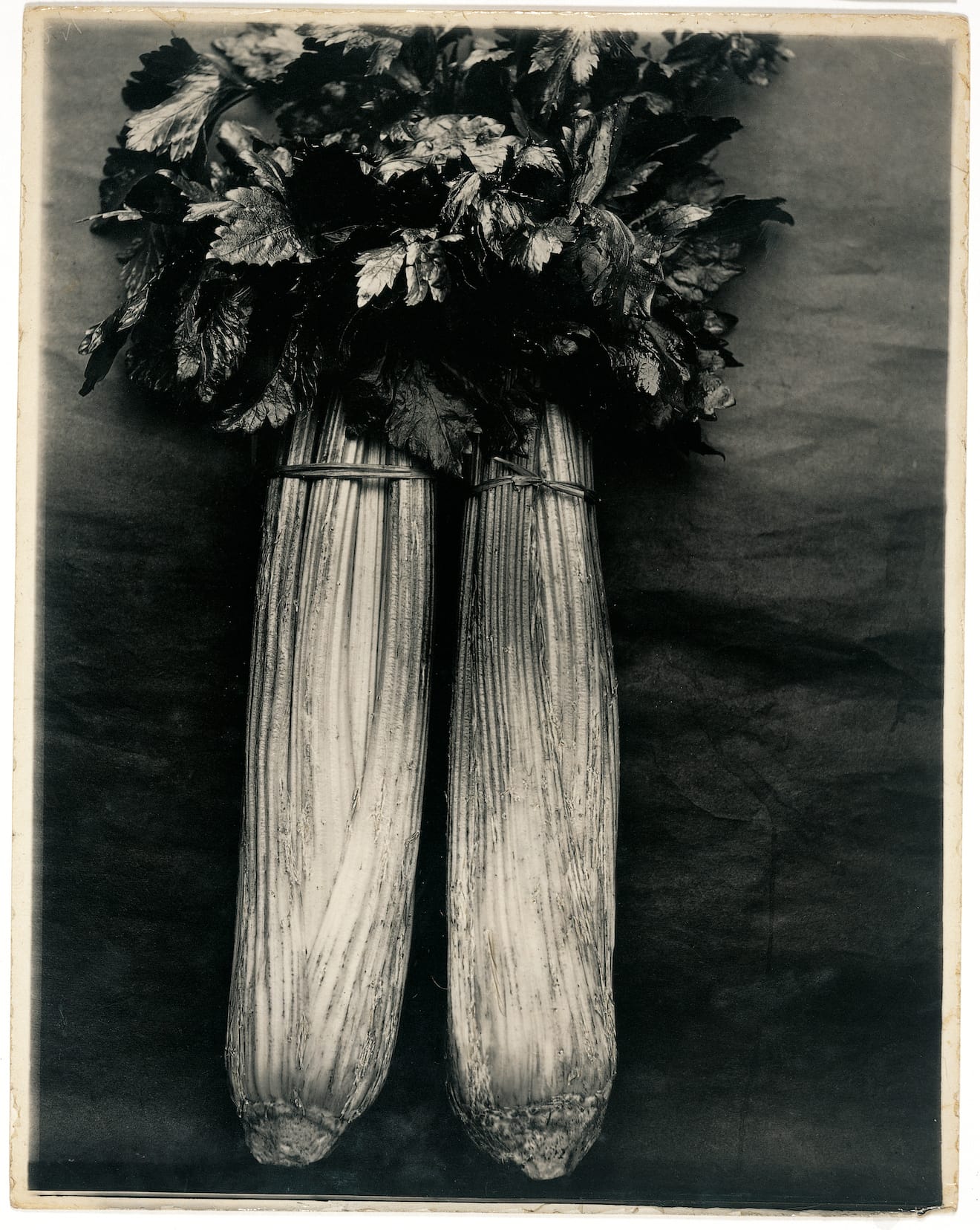 Charles Jones, "Vegetables, Celery Standard Bearer" (© 1998 and 2016 Sean Sexton)