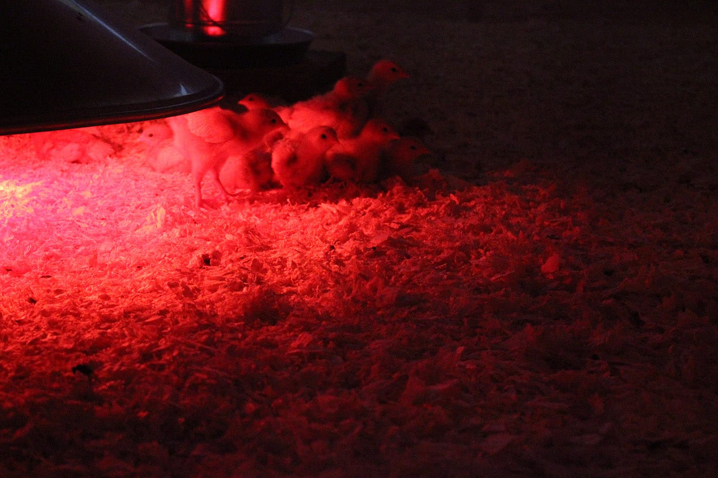 The Detroit-Cosmopolitan flock's first members, under warming lights in the nursery.