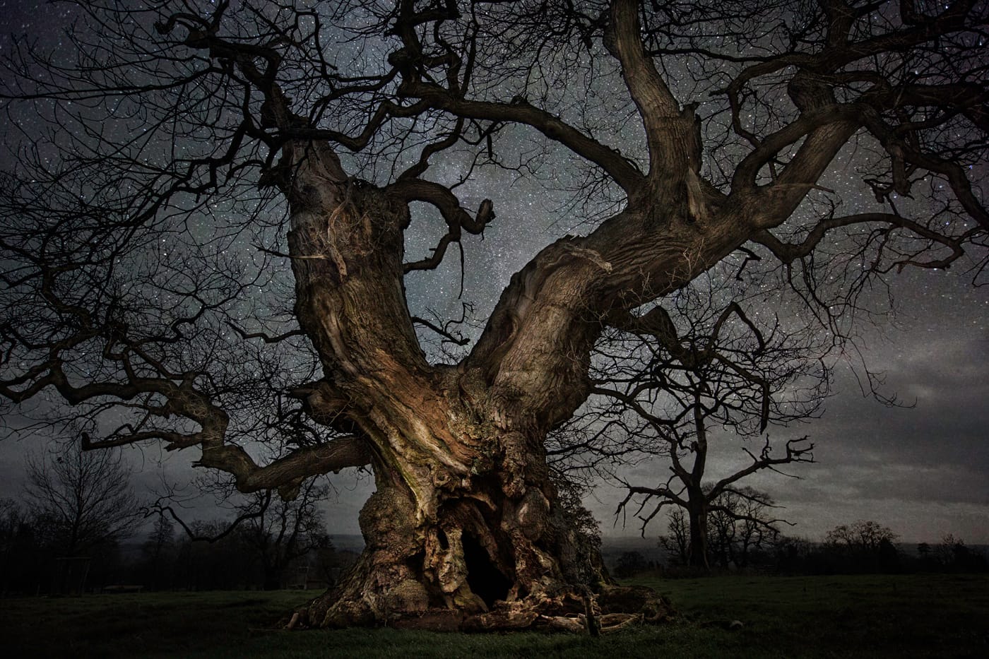 Ancient Skies, Ancient Trees