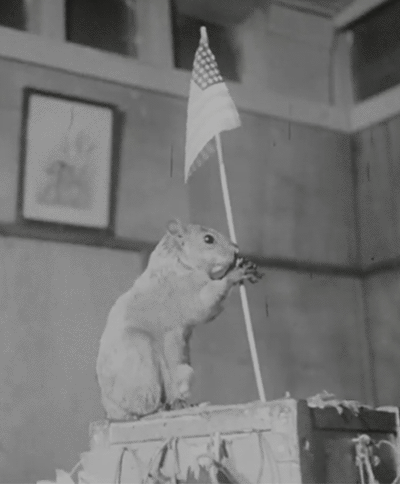 A performing squirrel owned by Florence Hinton in a 1953 newsreel (via National Archives/GIPHY)