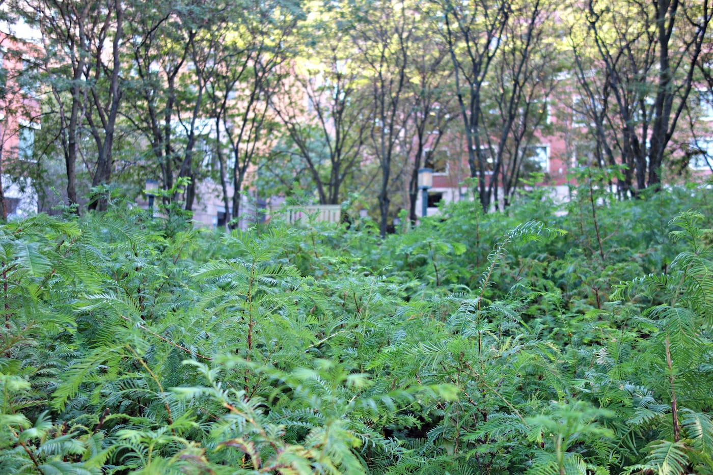 Installation view of 'Spencer Finch: Lost Man Creek' in the Metrotech Commons, Downtown Brooklyn