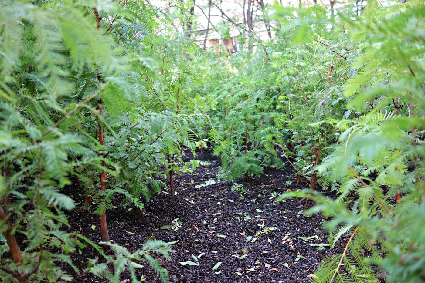 Installation view of 'Spencer Finch: Lost Man Creek' in the Metrotech Commons, Downtown Brooklyn