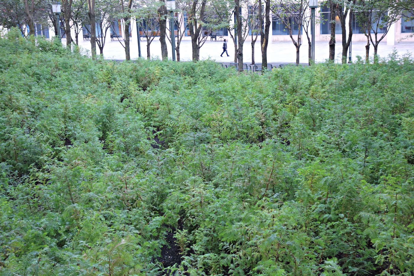 Installation view of 'Spencer Finch: Lost Man Creek' in the Metrotech Commons, Downtown Brooklyn