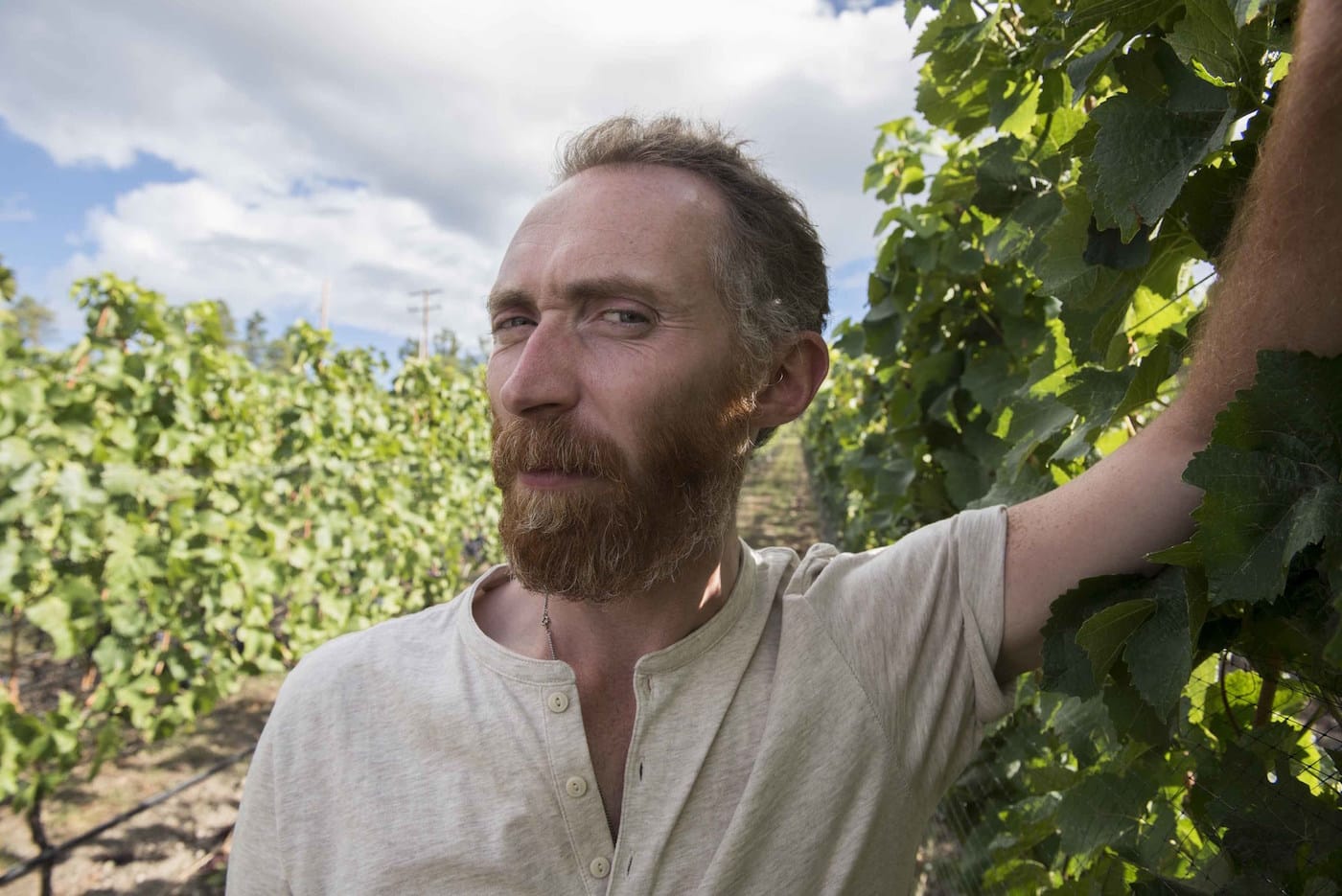Vincent van Gogh lookalike Daniel Baker in the Pinot Noir vineyard at Martin’s Lane Winery in the Okanagan Valley, British Columbia. (CNW Group/VMF Estates)