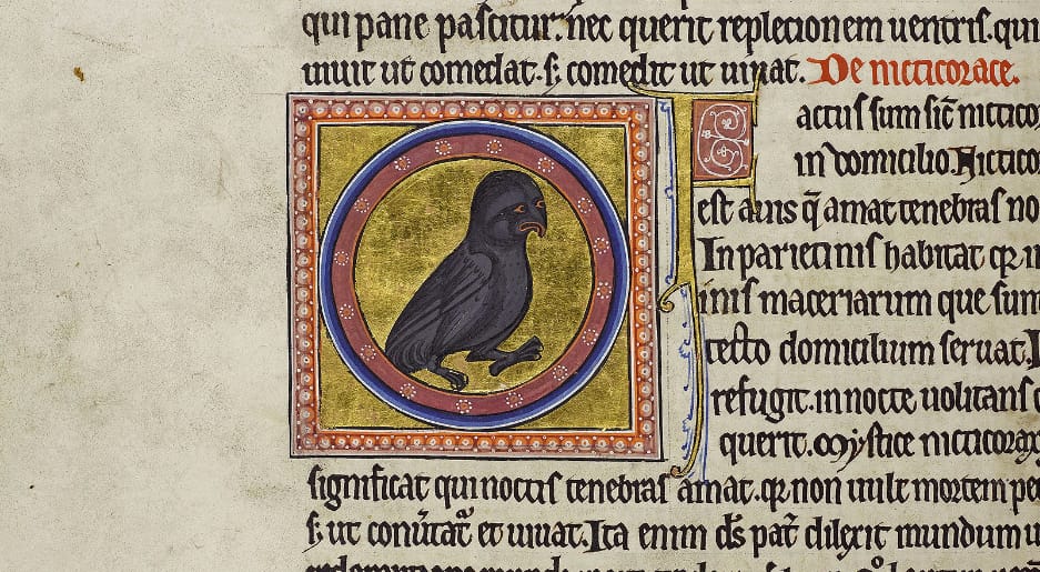 Detail of folio 35v from the Aberdeen Bestiary showing a night owl in a roundel