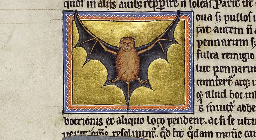 Detail of folio 51v from the Aberdeen Bestiary showing a bat