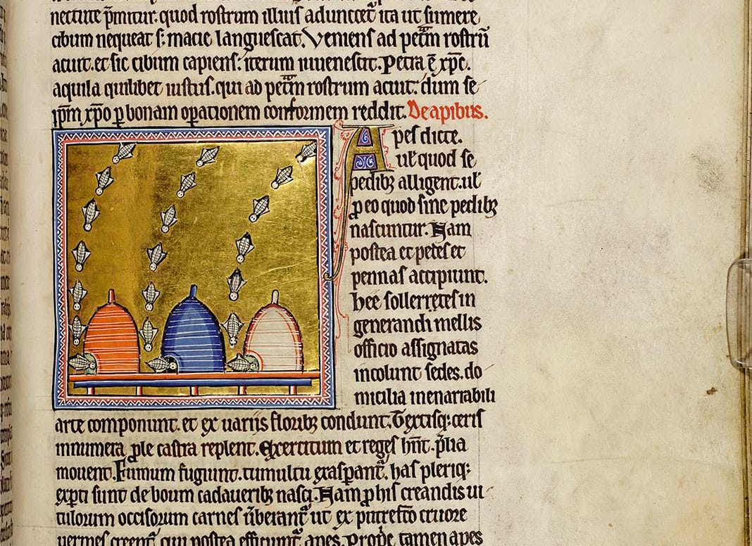 Detail of folio 63r from the Aberdeen Bestiary showing bees zooming into their hives