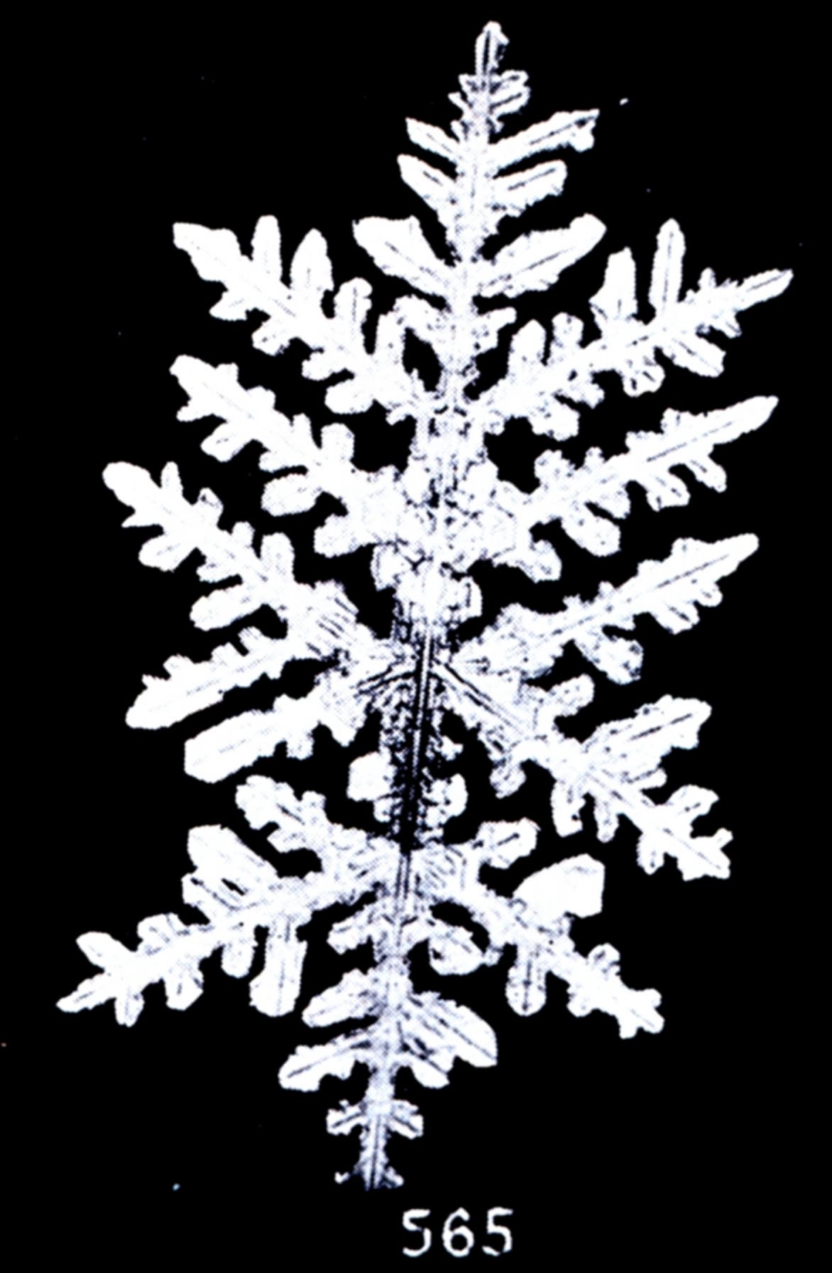 Snow flakes photographed by Wilson Bentley