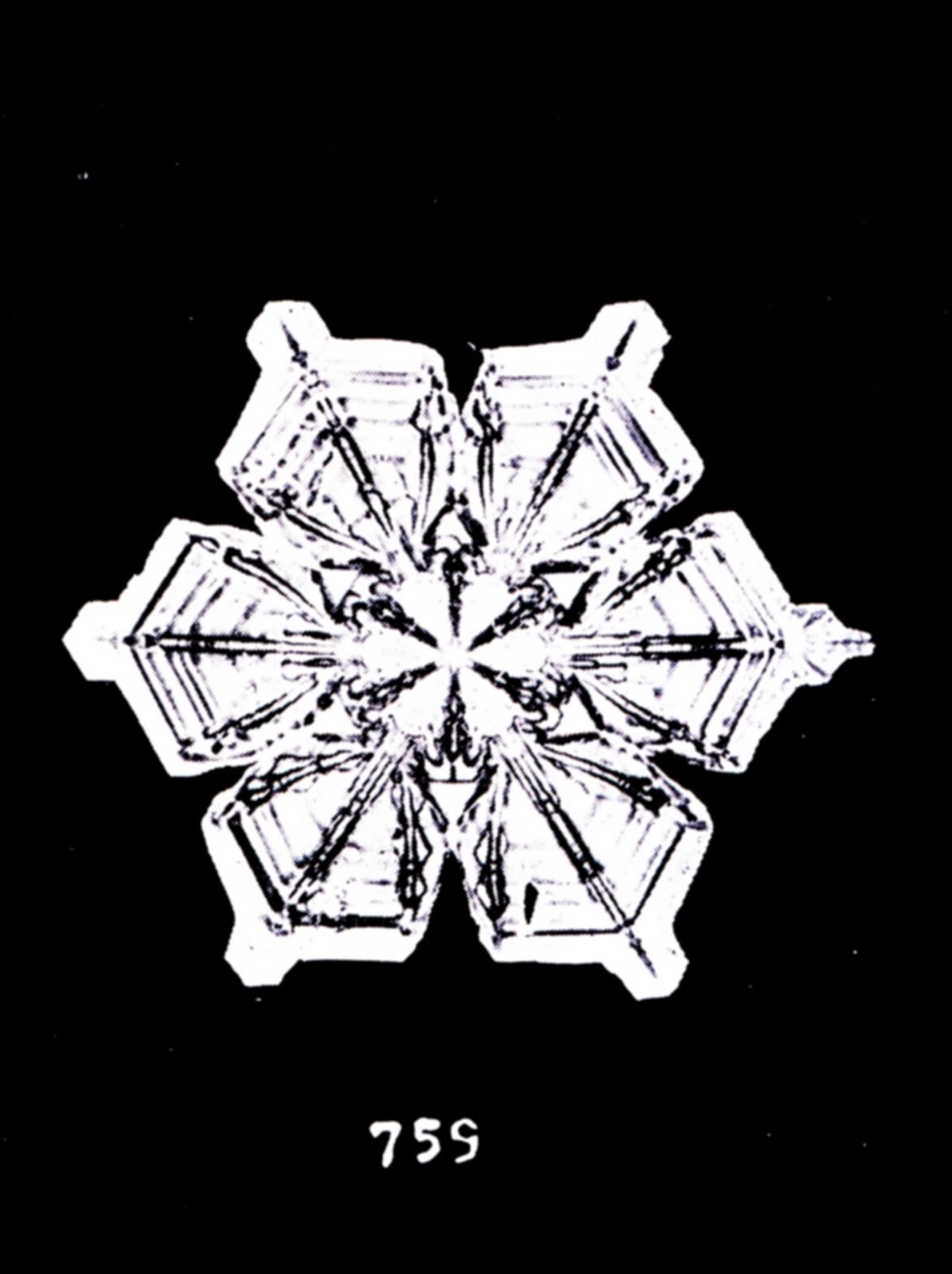 Snow flakes photographed by Wilson Bentley