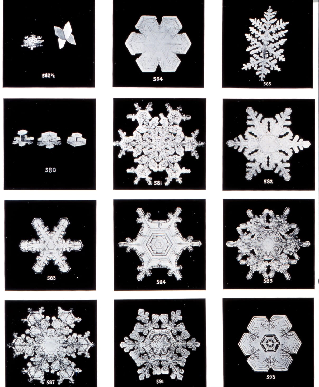Wilson Bentley snowflakes