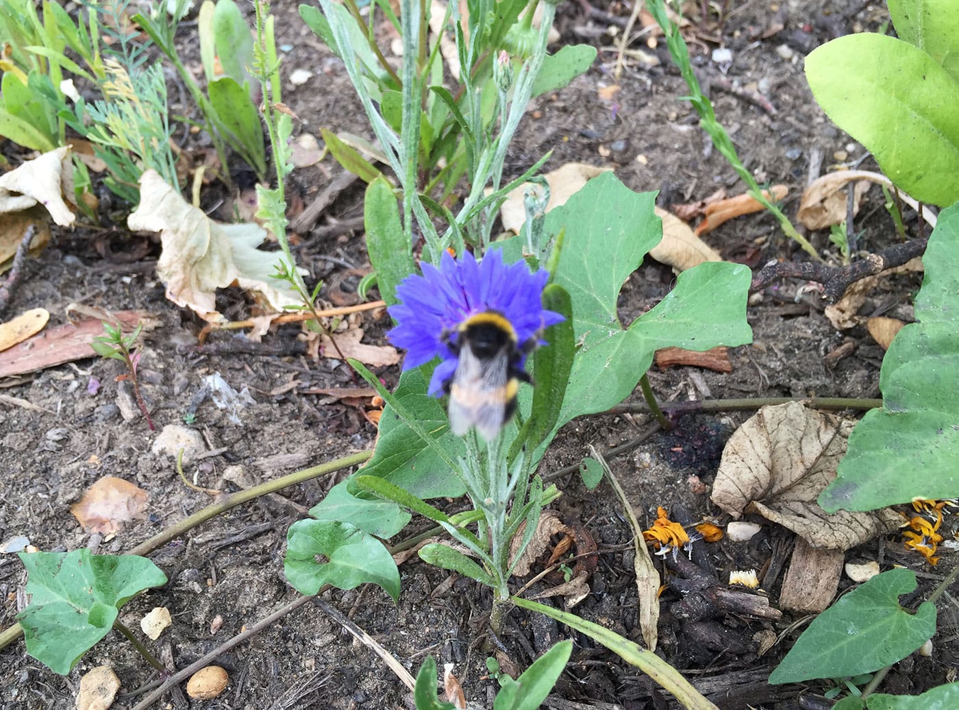 A bee in the Royal Botanic Gardens