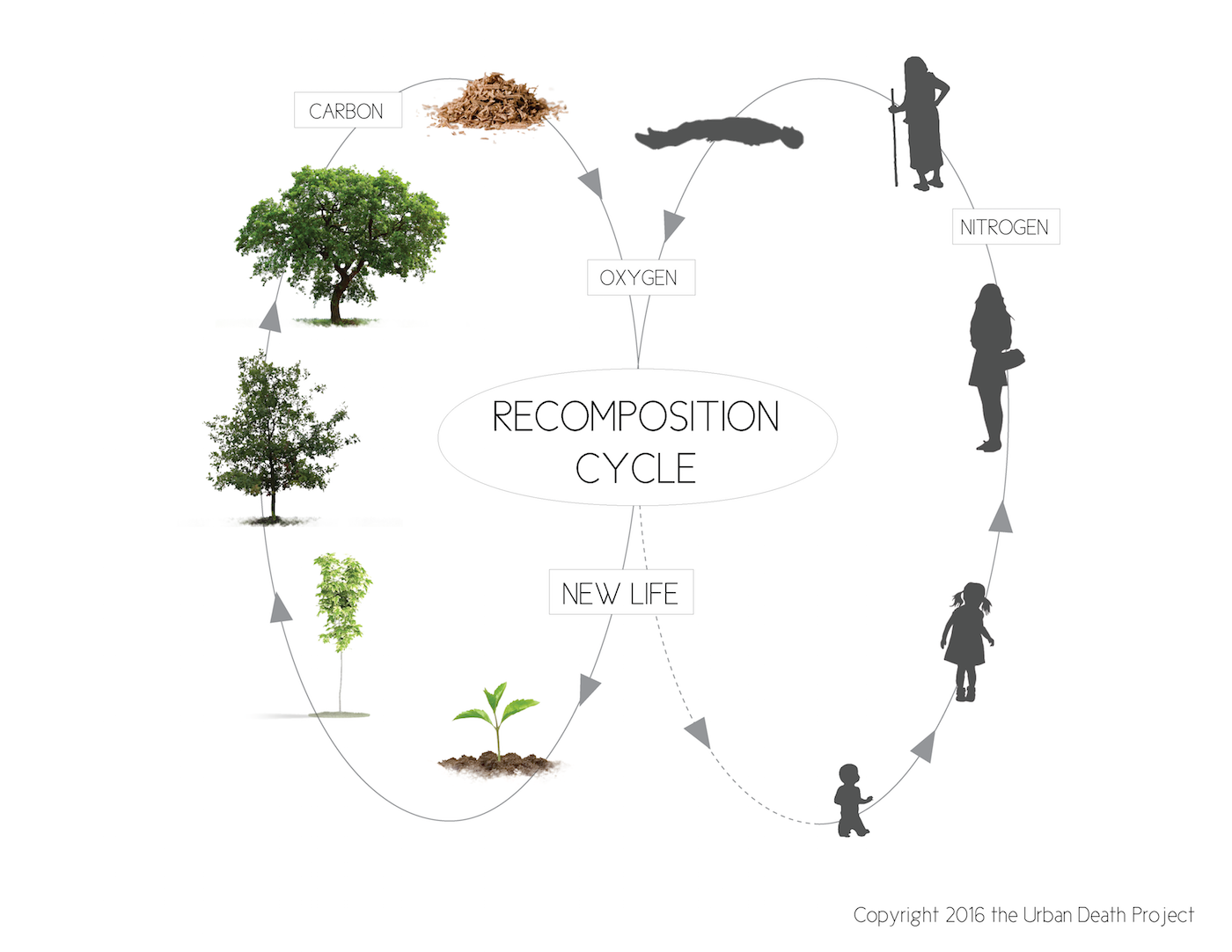 Illustration of the Recomposition Cycle (courtesy Katrina Spade)