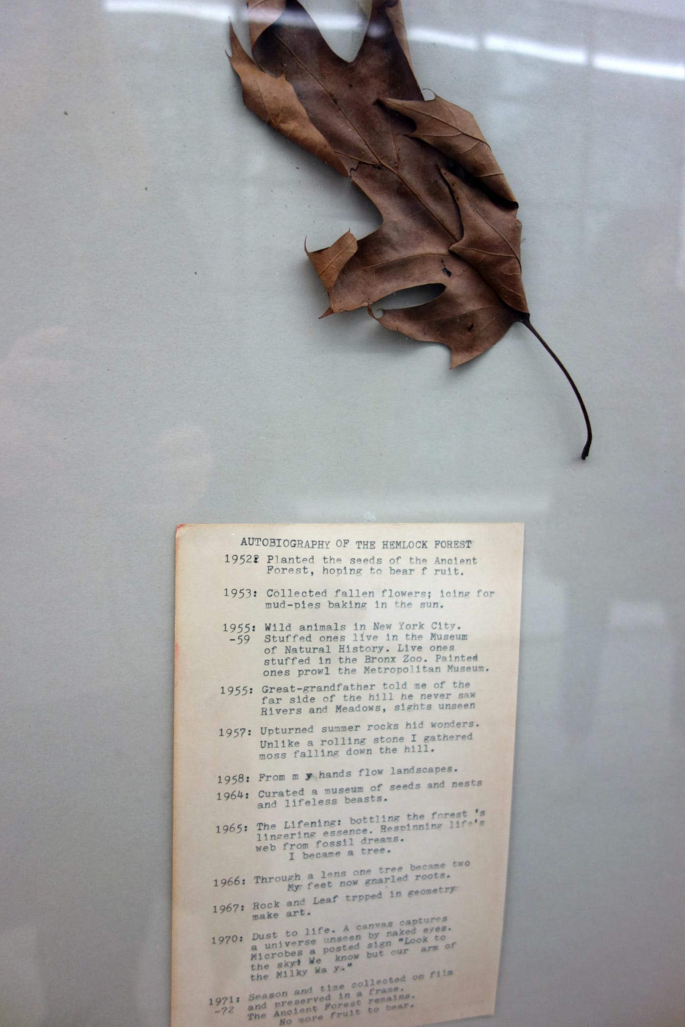 Installation view of 'Alan Sonfist: 50 Years of Time Landscape' at Alden Projects (photo by the author for Hyperallergic)