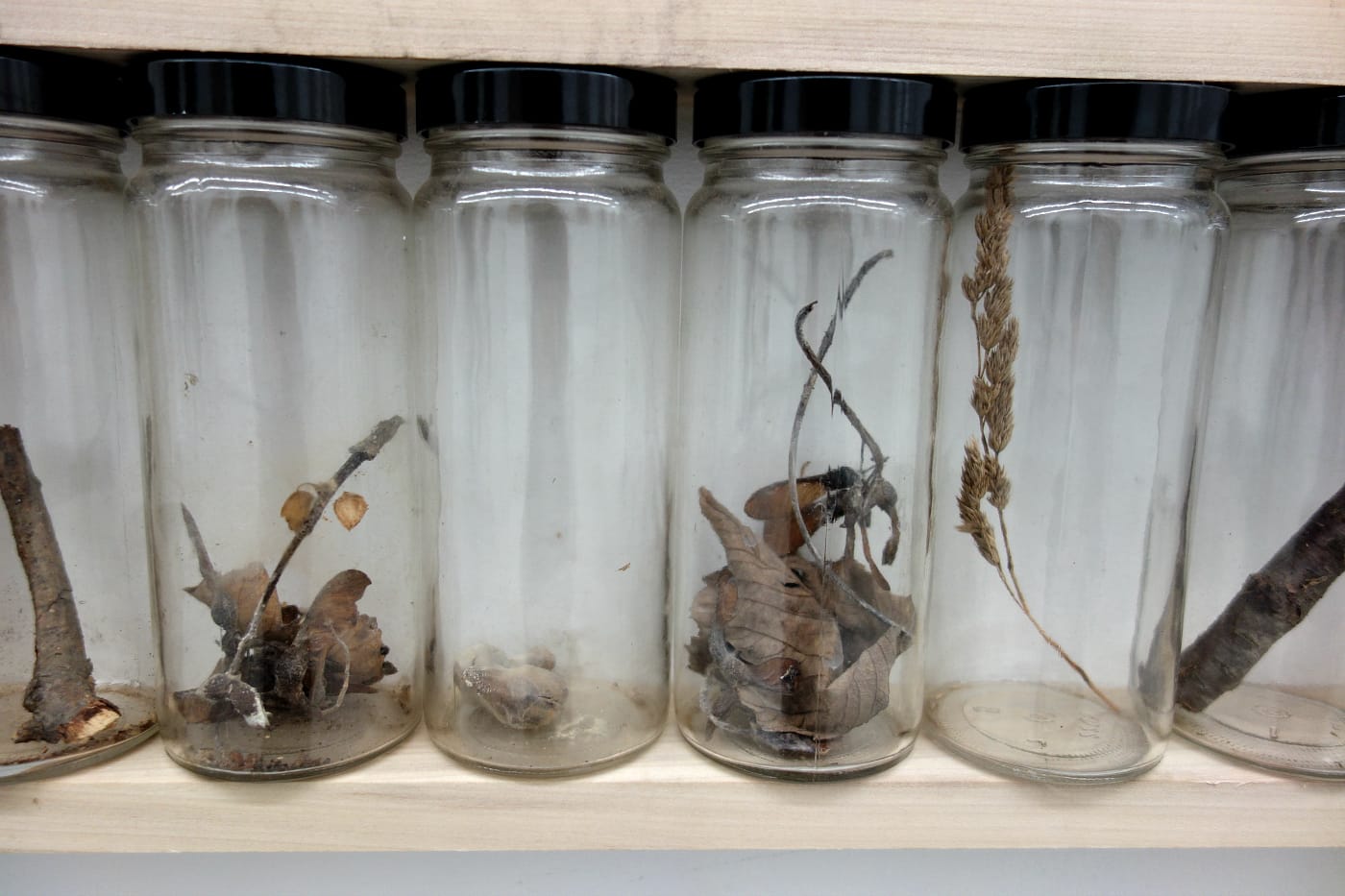 Installation view of 'Alan Sonfist: 50 Years of Time Landscape' at Alden Projects (photo by the author for Hyperallergic)