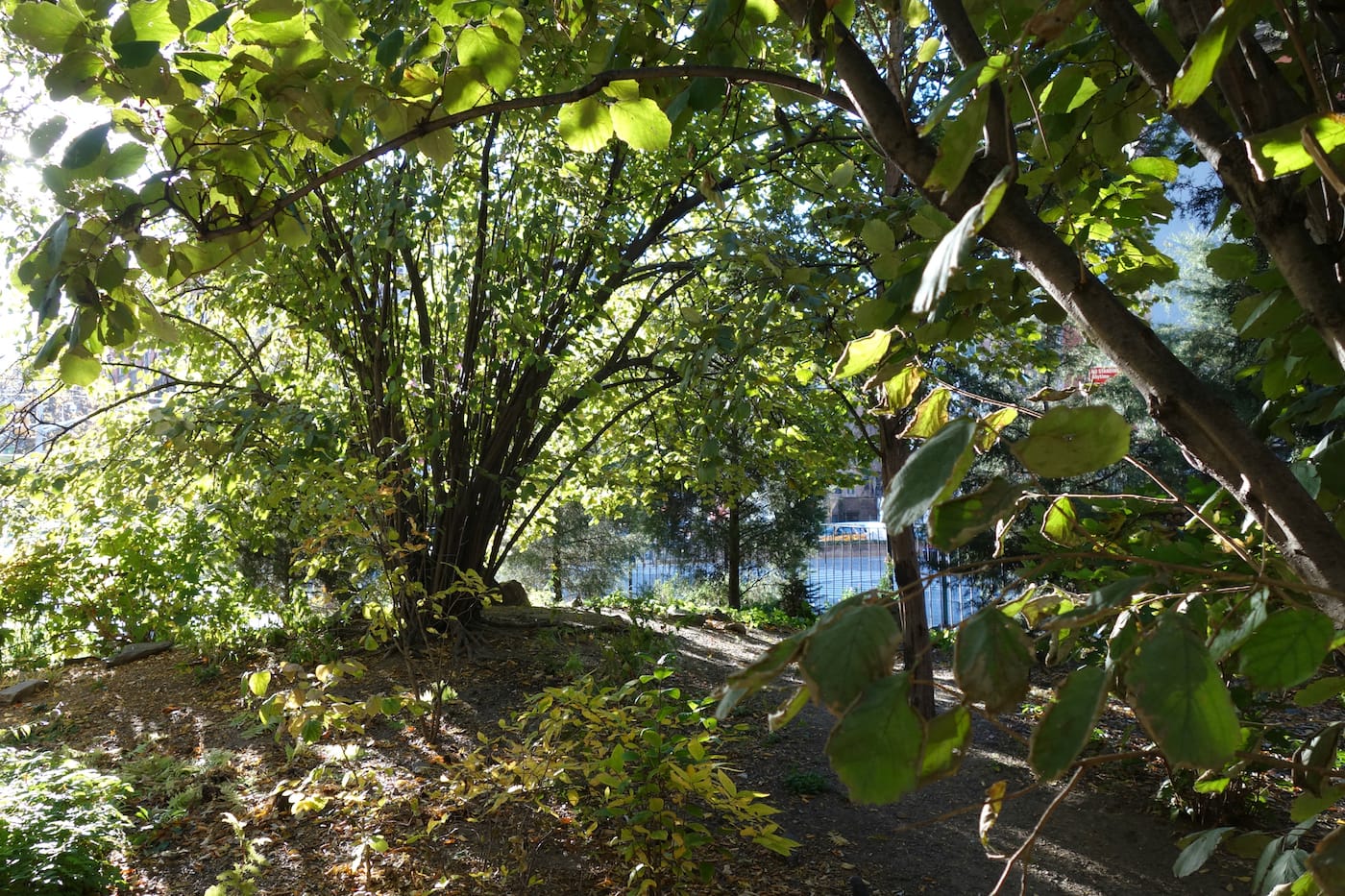 Alan Sonfist's "Time Landscape" at the corner of La Guardia Place and West Houston Street, NYC (photo by the author for Hyperallergic)