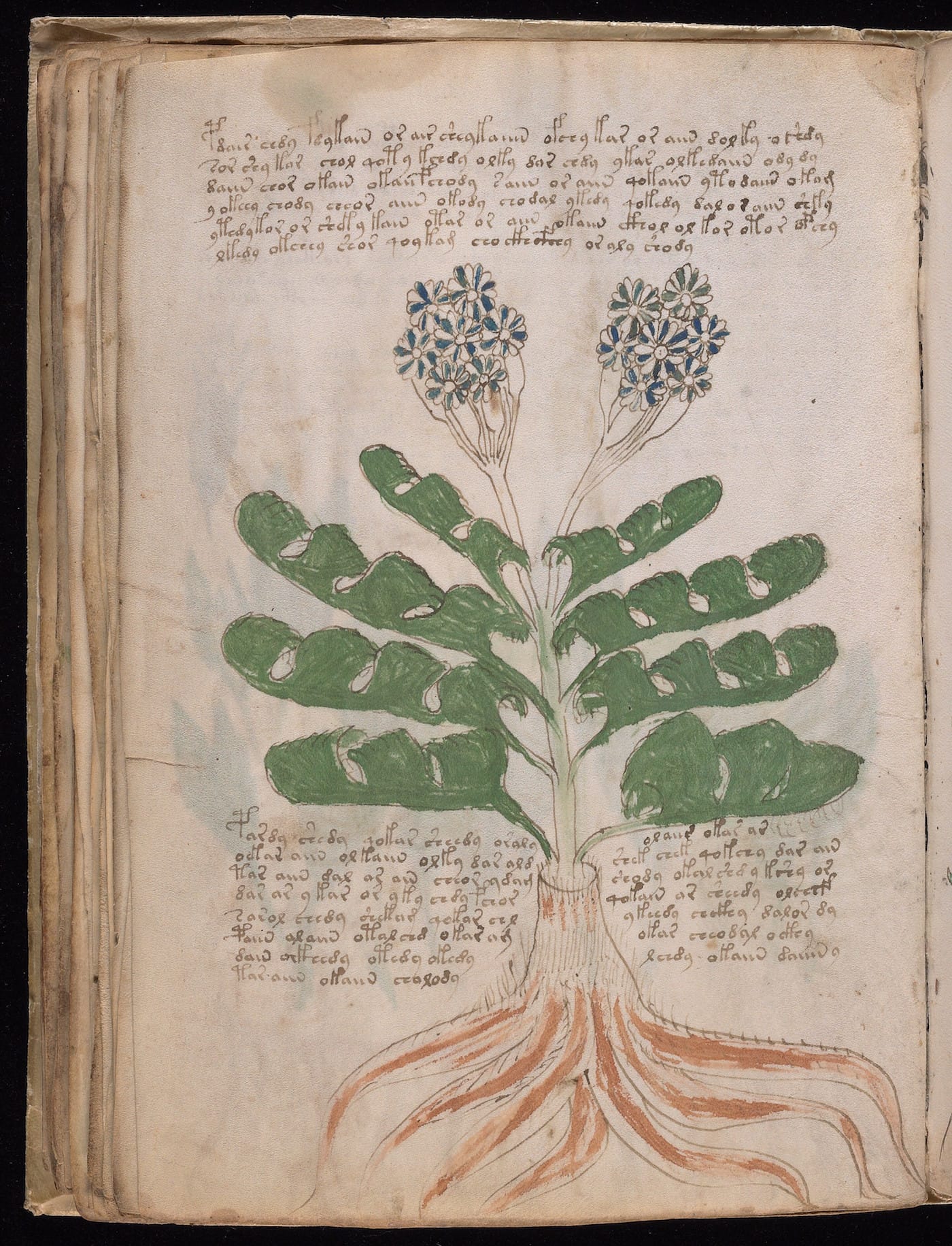 Page from the "Voynich Manuscript" (15th-16th century) (courtesy Beinecke Rare Book & Manuscript Library, Yale University)