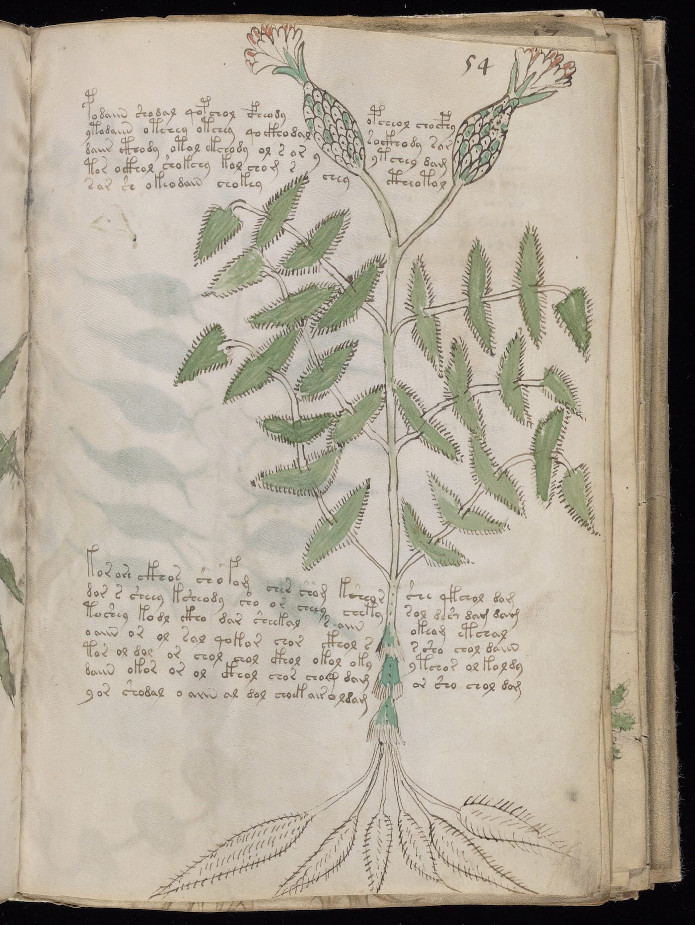Page from the "Voynich Manuscript" (15th-16th century) (courtesy Beinecke Rare Book & Manuscript Library, Yale University)