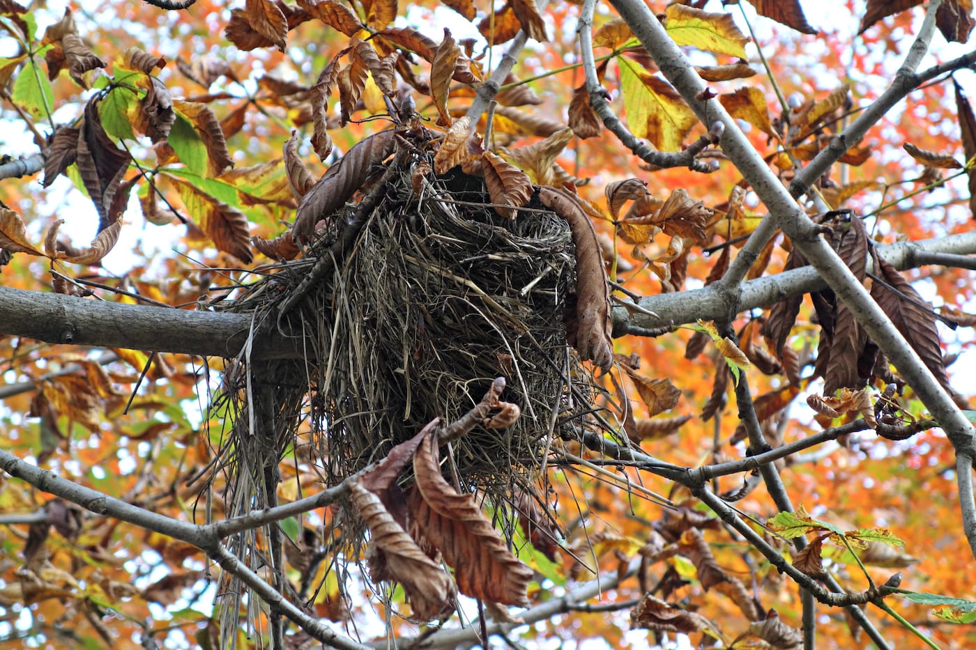 Matthew Jensen's Wonder Walk