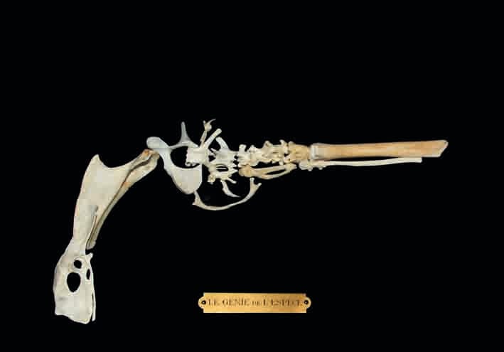 Wolfgang Paalen, "Le Génie de l’espèce (os formant un pistolet)" (1938), bone, Colección Fundación Wolfgang e Isabel Paalen Comodato en Franz Mayer (© Museo Franz Mayer, Mexico)