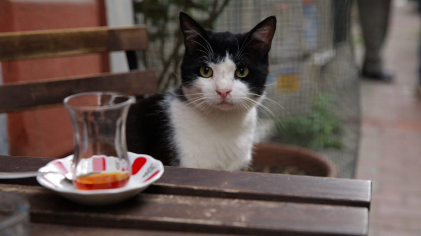 Still from Kedi (2016), directed by Ceyda Torun
