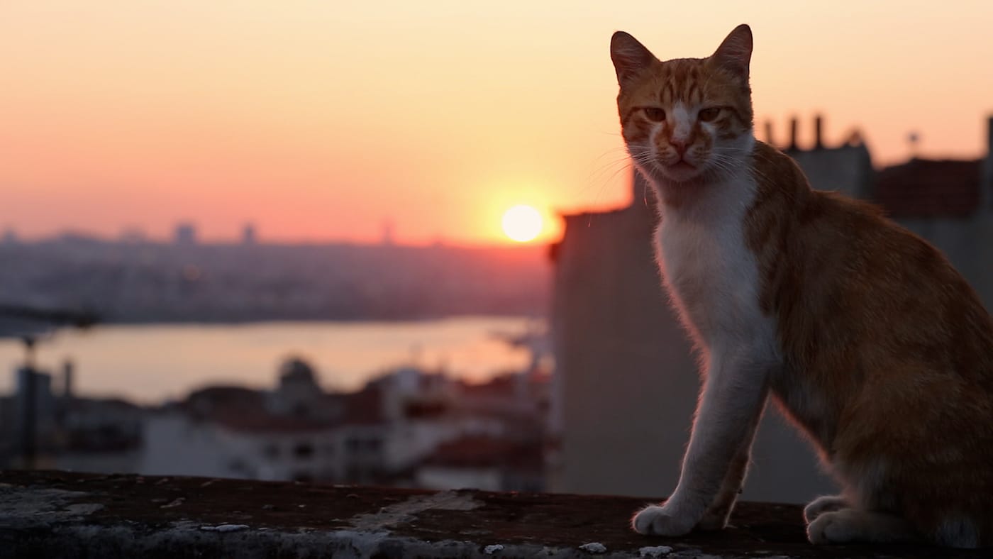 Still from Kedi (2016), directed by Ceyda Torun