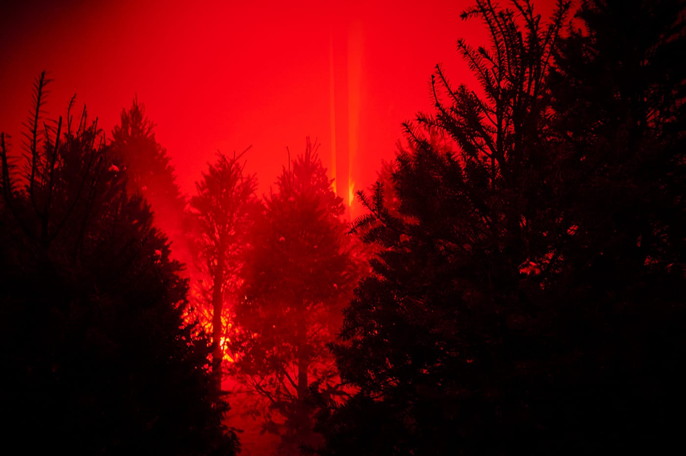 Willy Kautz, "Ver la madera por el árbol" (2016), pine trees, fog machine, and light, dimensions variable