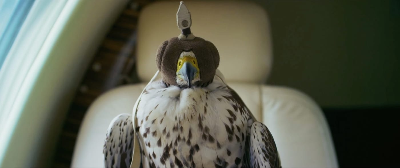 Still from <em/>The Challenge (2016), directed by Yuri Ancarani (all images courtesy Atopic Films, Dugong Production, La Bête, Ring Film)