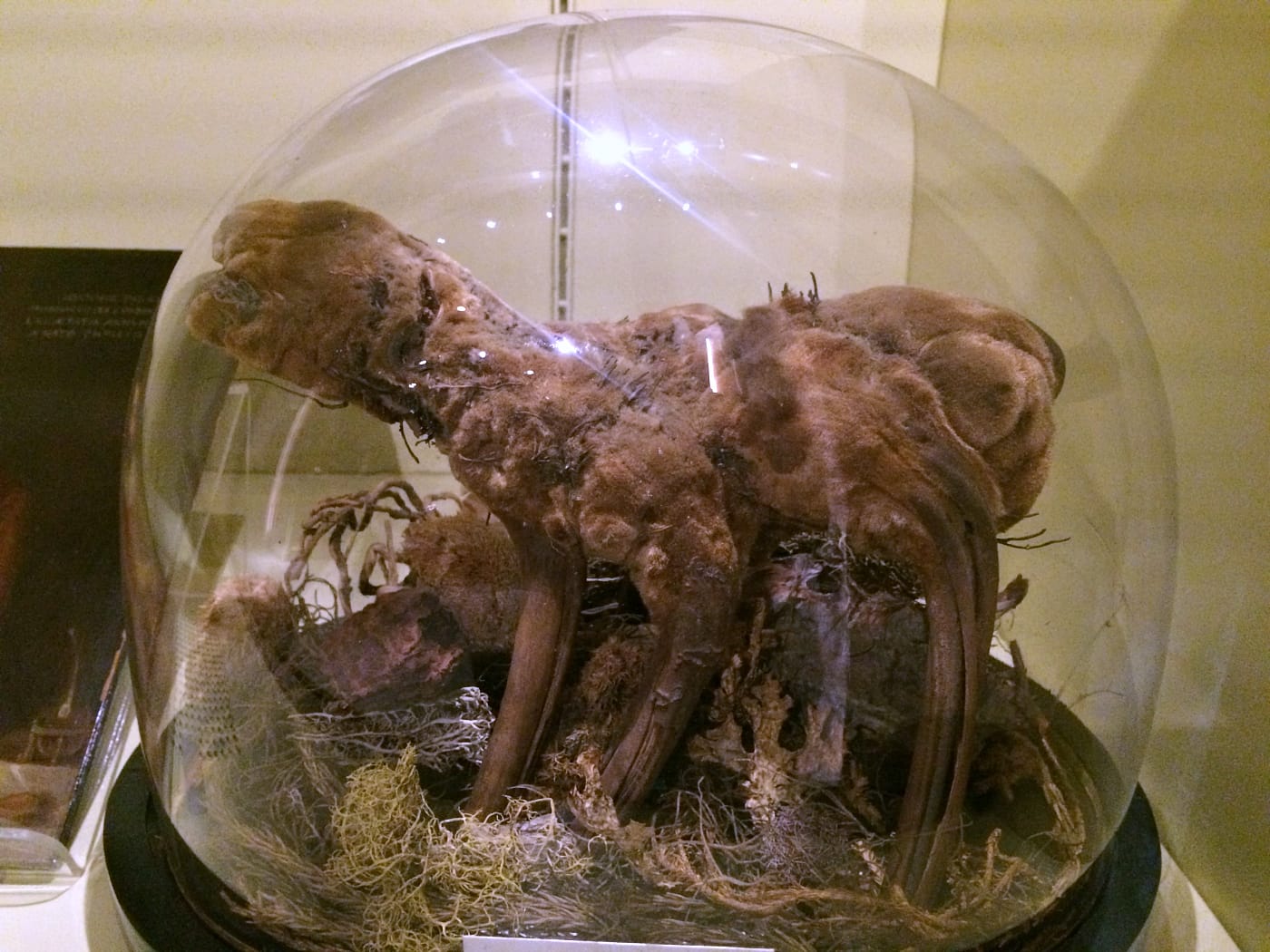 Vegetable lamb from The Ark