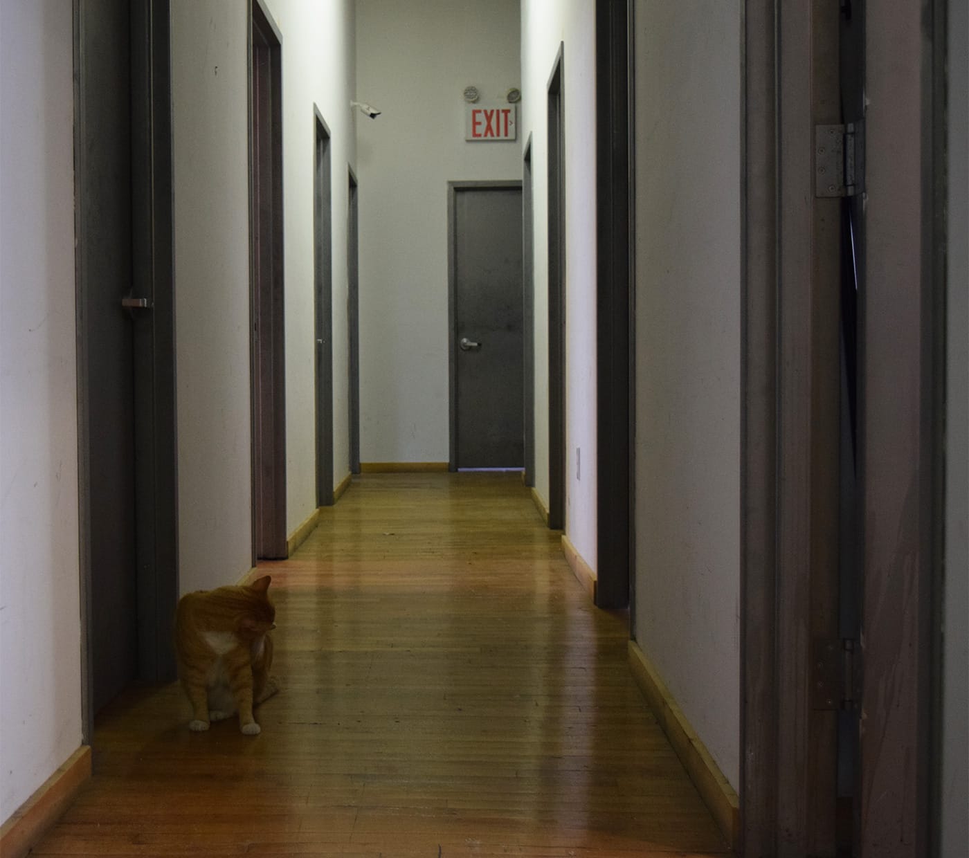 The hallway at 1533 Myrtle Avenue, with the studio building's cat-in-residence