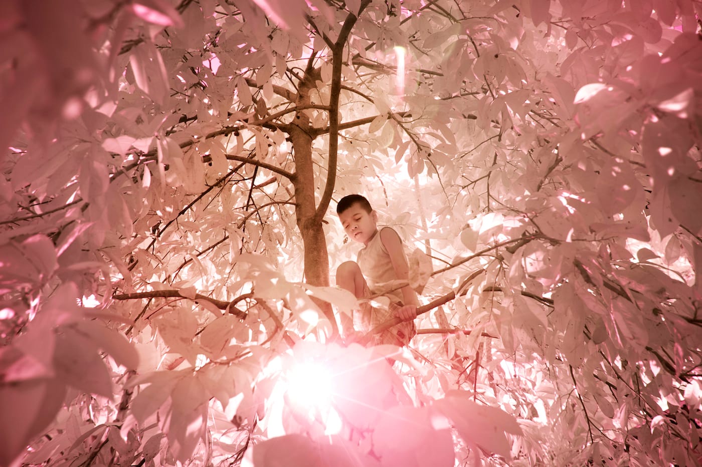 Sanne De Wilde, "Jaynard (achromatope) climbs a tree in the garden, to pick fruits and play. I took the picture while he was climbing back down. The sun comes peeking through the branches; bright light makes him keep his eyes closed. Sadly lo- cal people are often not growing their own food. But the trees around them naturally grow coconuts, breadfruit, bananas and leaves used to chew the betelnuts." (© Sanne De Wilde)