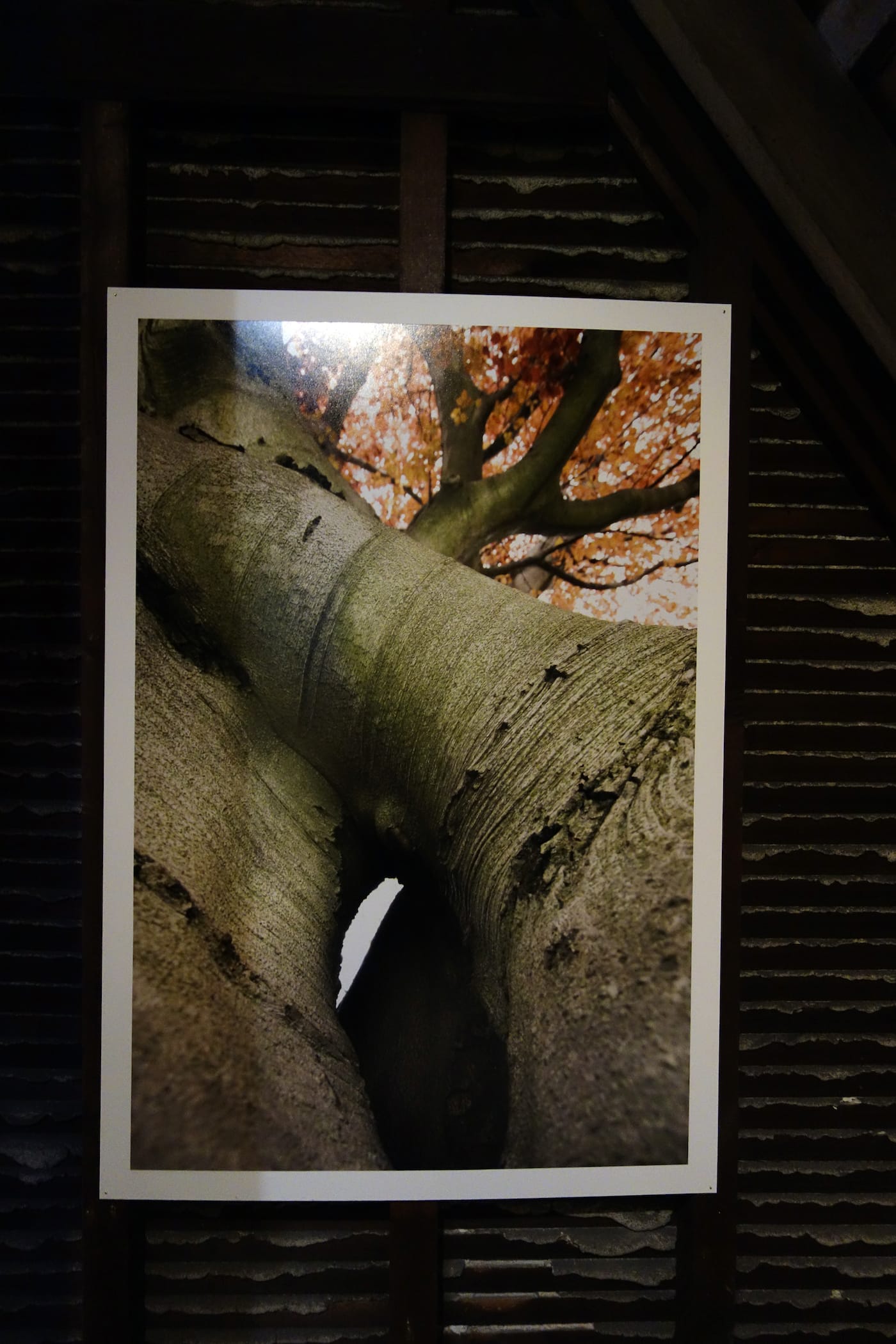 Photograph by Matthew Jensen in <em>Among Trees and Stones</em> at Green-Wood Cemetery