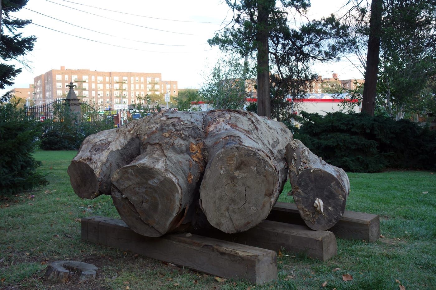 A beech trunk outside the Green-Wood Cemetery gatehouse (photo by the author for Hyperallergic)
