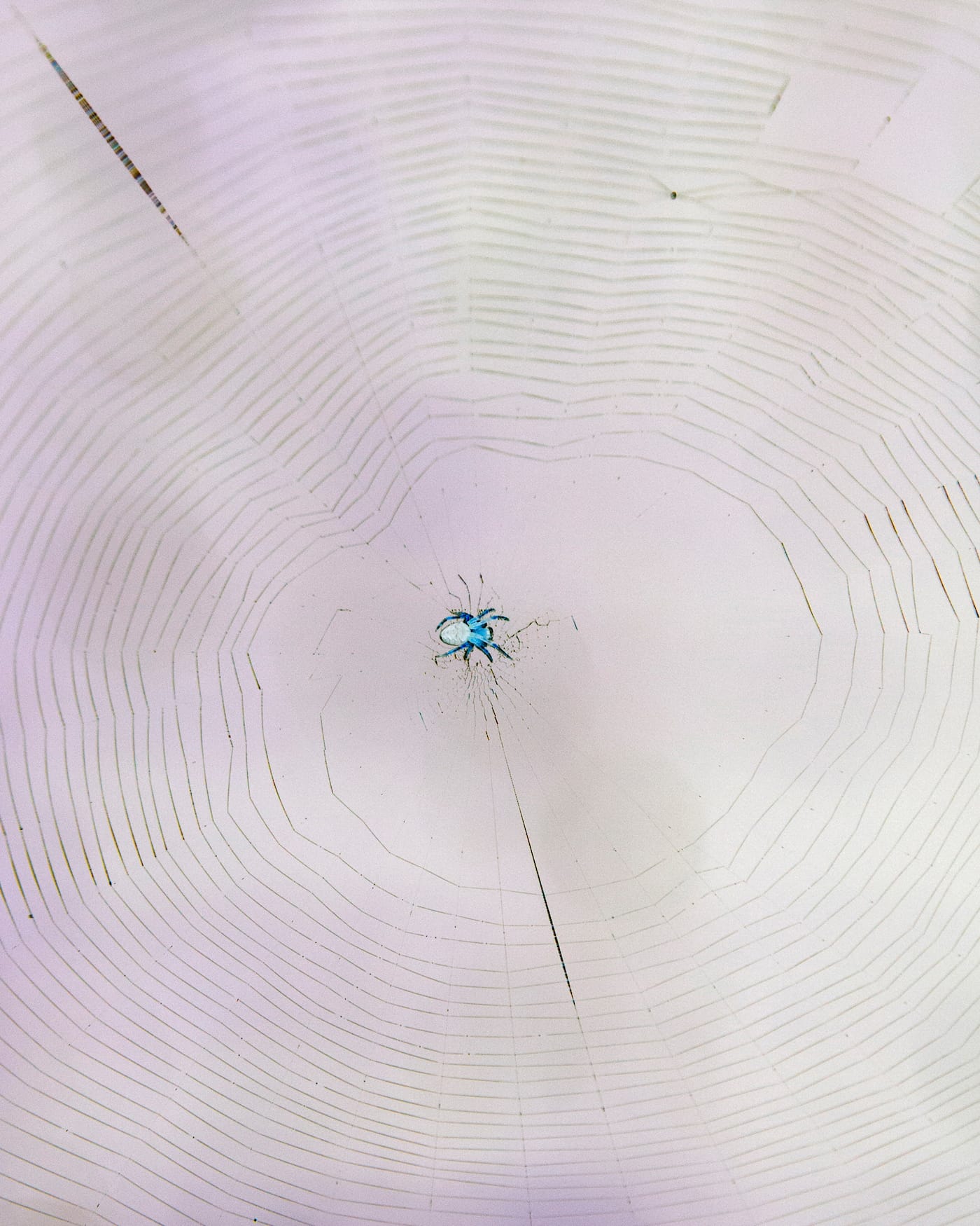 The Disappearance of Joseph Plummer