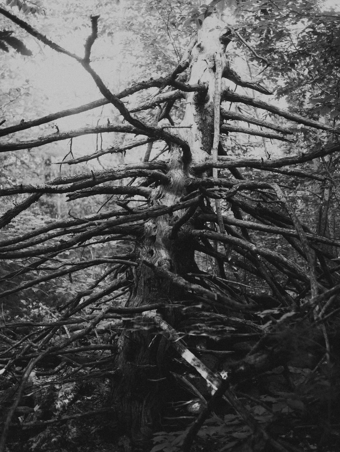 The Disappearance of Joseph Plummer