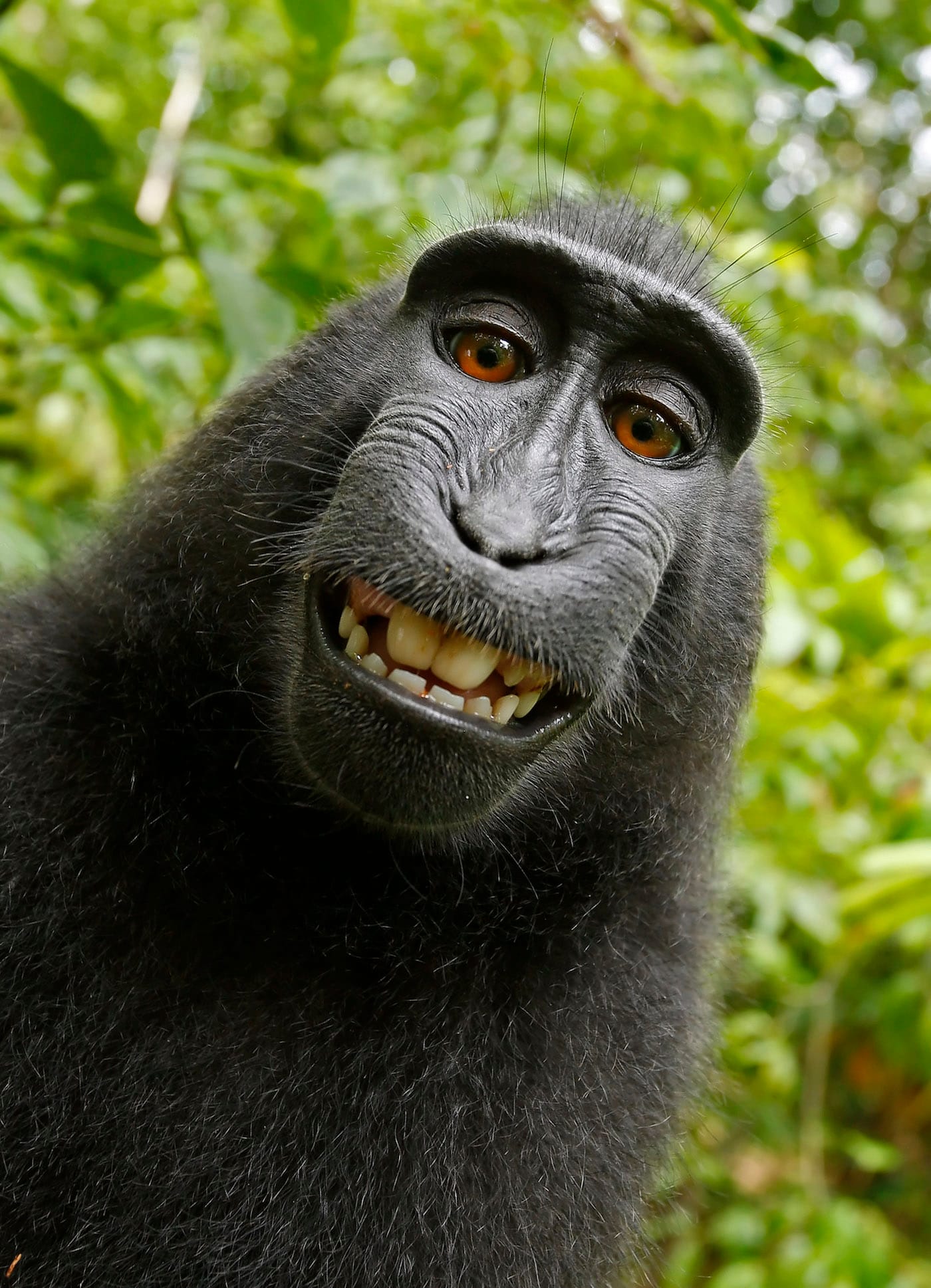 Self-portrait of a female Celebes crested macaque (Macaca nigra) in North Sulawesi, Indonesia, who had picked up photographer David Slater's camera and photographed herself with it. (via Wikimedia Commons)