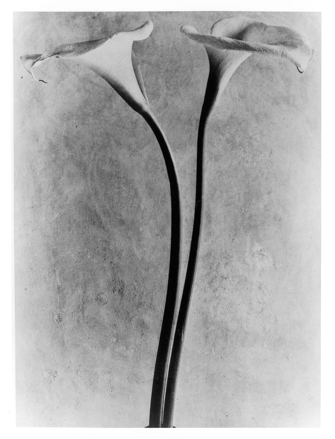 Tina Modotti: Photographer & Revolutionary