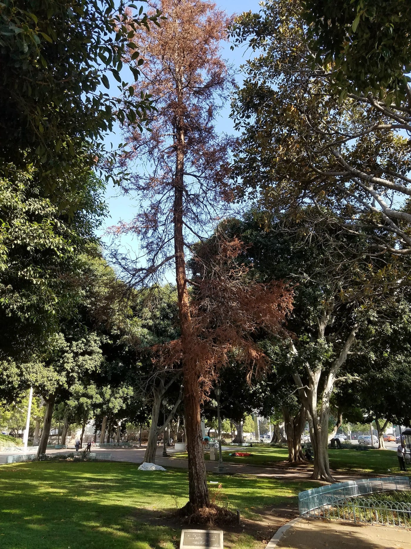 A dead Coast Redwood near the Los Angeles Aqueduct Monument