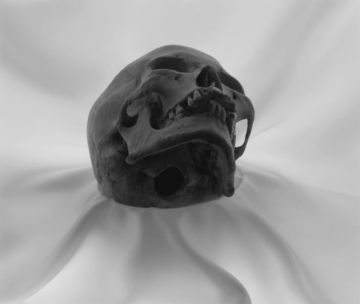 Lynn Stern, "SKULL #28" (1991), 16 x 20 inches, gelatin silver print (© 2017 Lynn Stern)