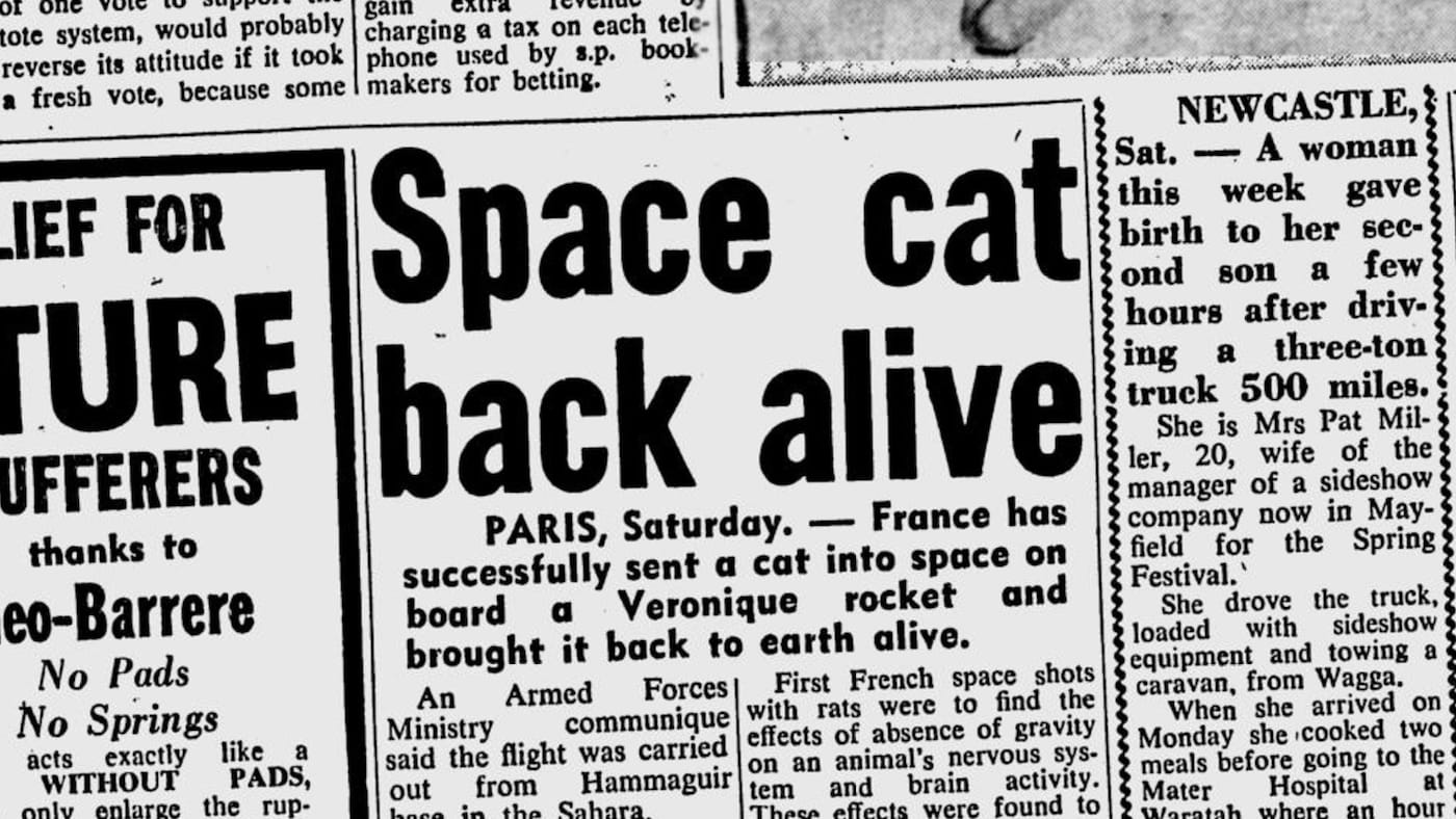 "Space cat back alive," <em>The Sydney Morning Herald</em> (October 20, 1963) (courtesy Matthew Serge Guy)