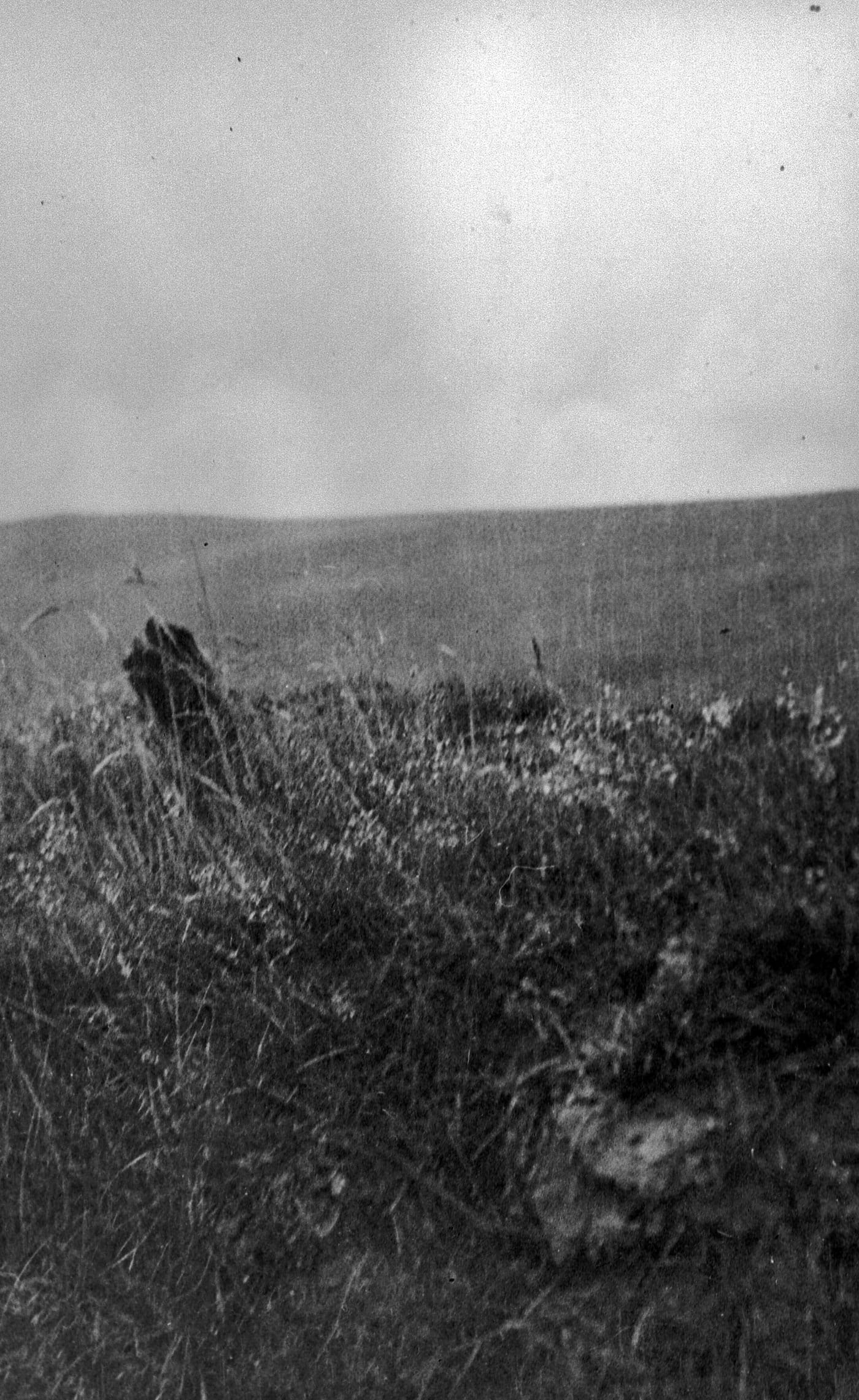 Photograph from <em>Gef!: The Strange Tale of an Extra-special Talking Mongoose</em> (courtesy Strange Attractor)