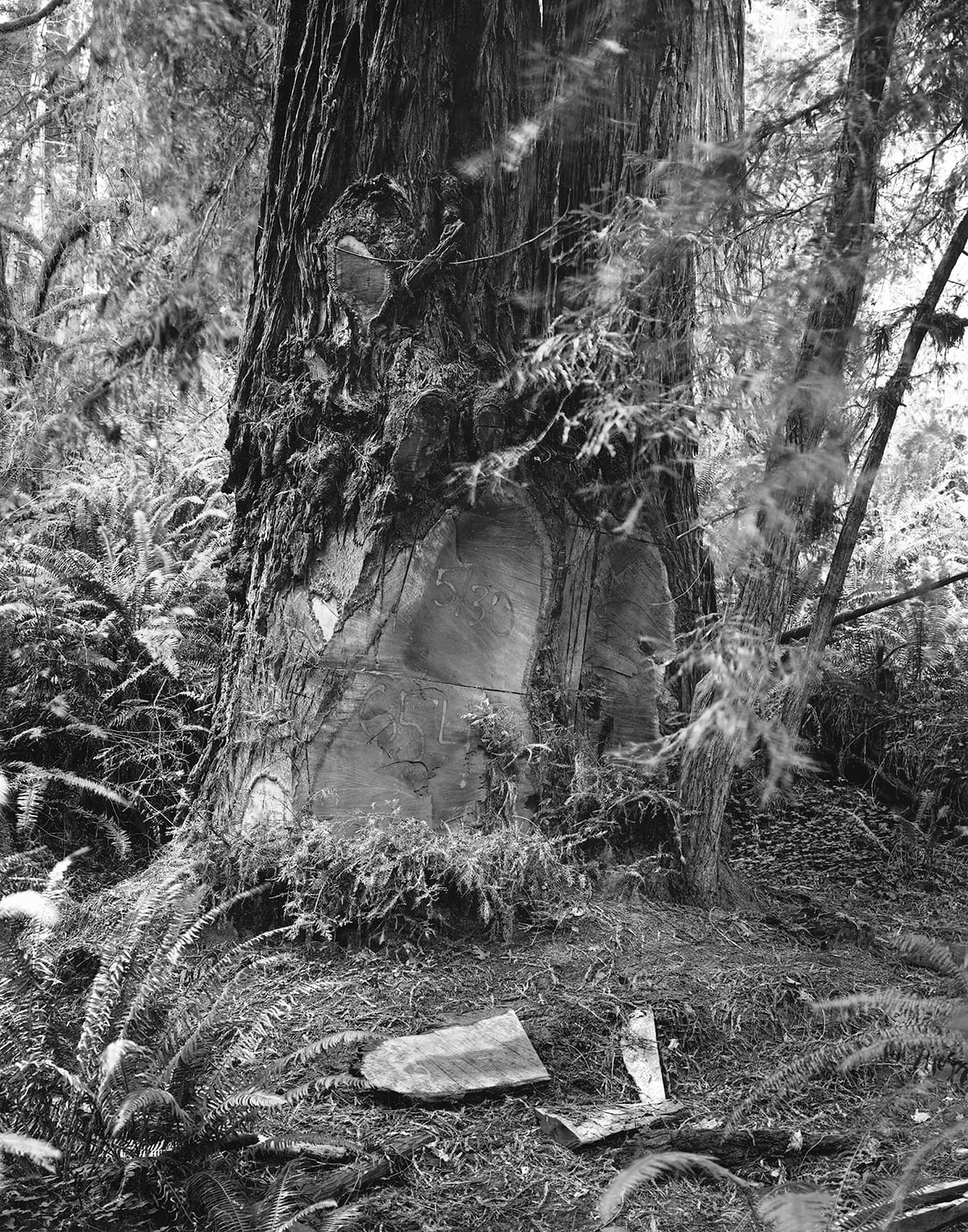 Kirk Crippens & Gretchen LeMaistre, "Lady Bird" from <em>Live Burls</em> (© Kirk Crippens & Gretchen LeMaistre, courtesy Schilt Publishing)