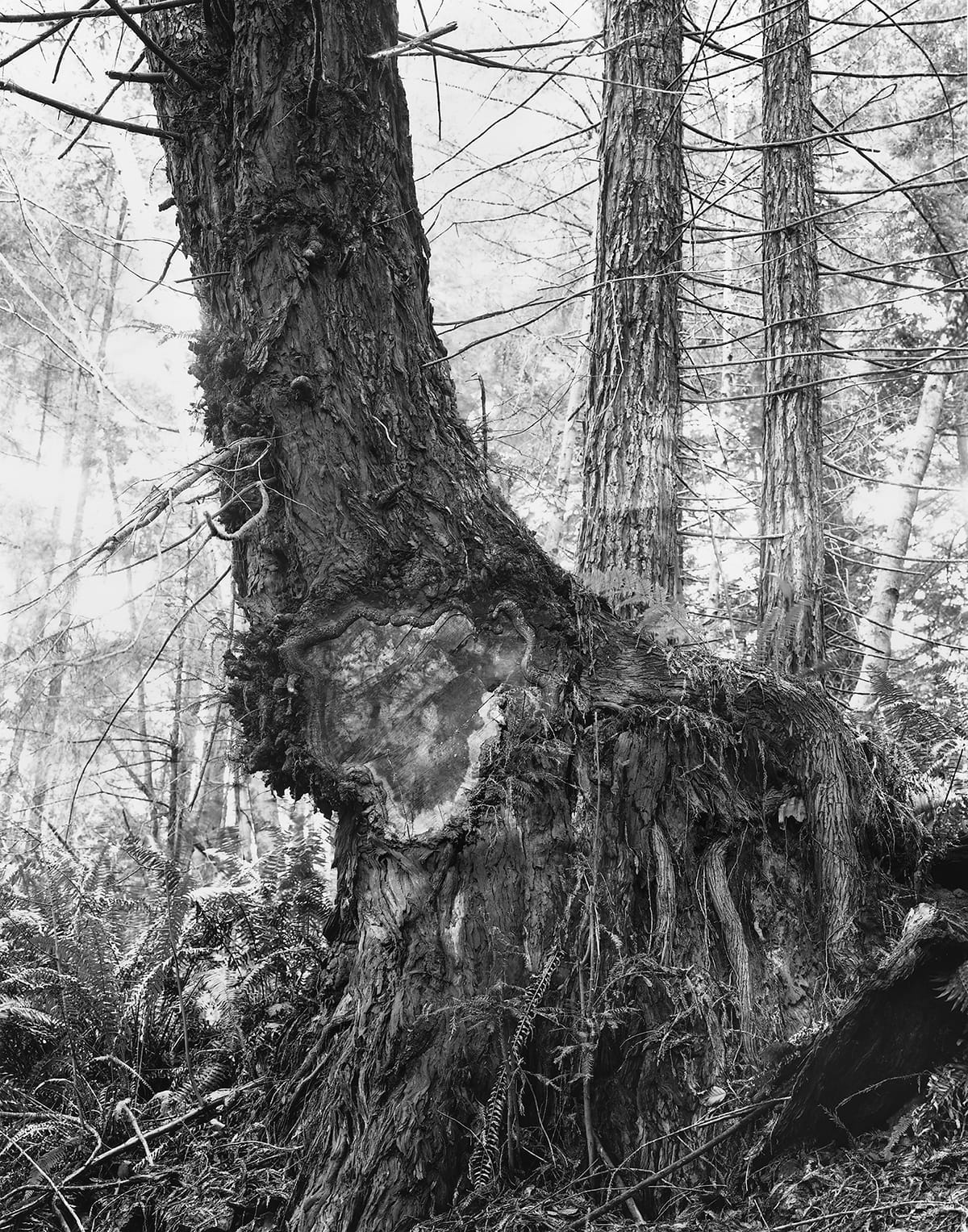 Kirk Crippens & Gretchen LeMaistre, "Merlo" from <em>Live Burls</em>&nbsp;(© Kirk Crippens & Gretchen LeMaistre, courtesy Schilt Publishing)